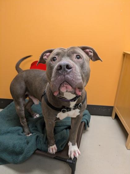 Antonio, an adoptable Pit Bull Terrier in Bellingham, WA, 98226 | Photo Image 2