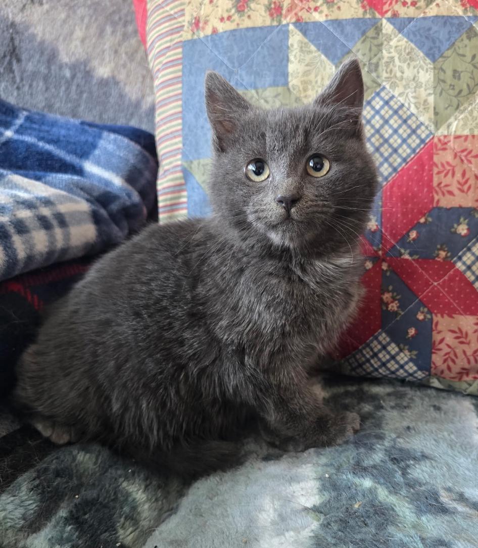 Enlarge CAESAR SALAD , a Adoptable Domestic Short Hair in Spotswood, NJ image 1/3