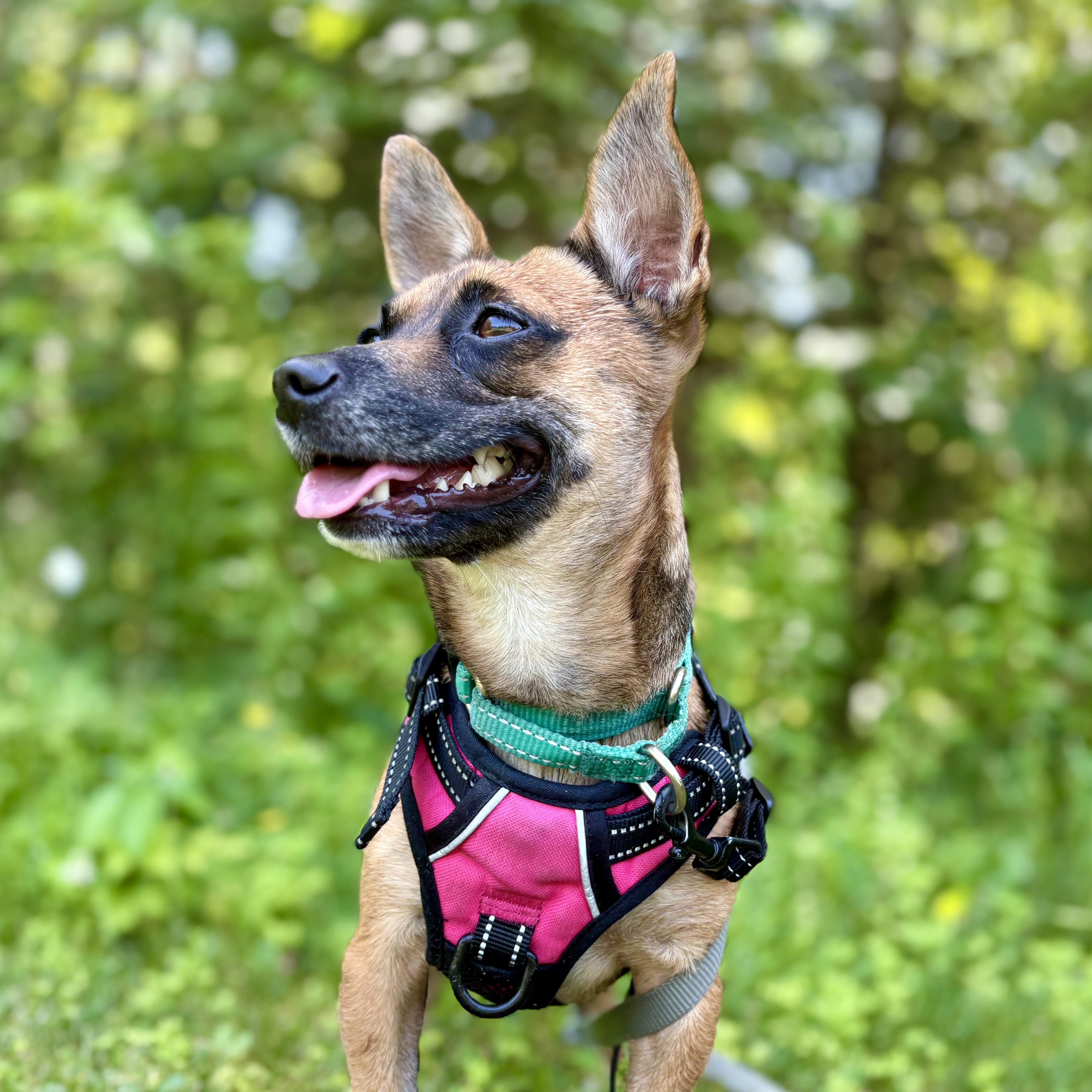 Sadie, a ADOPTABLE mixed breed in Weare, NH image 2/5