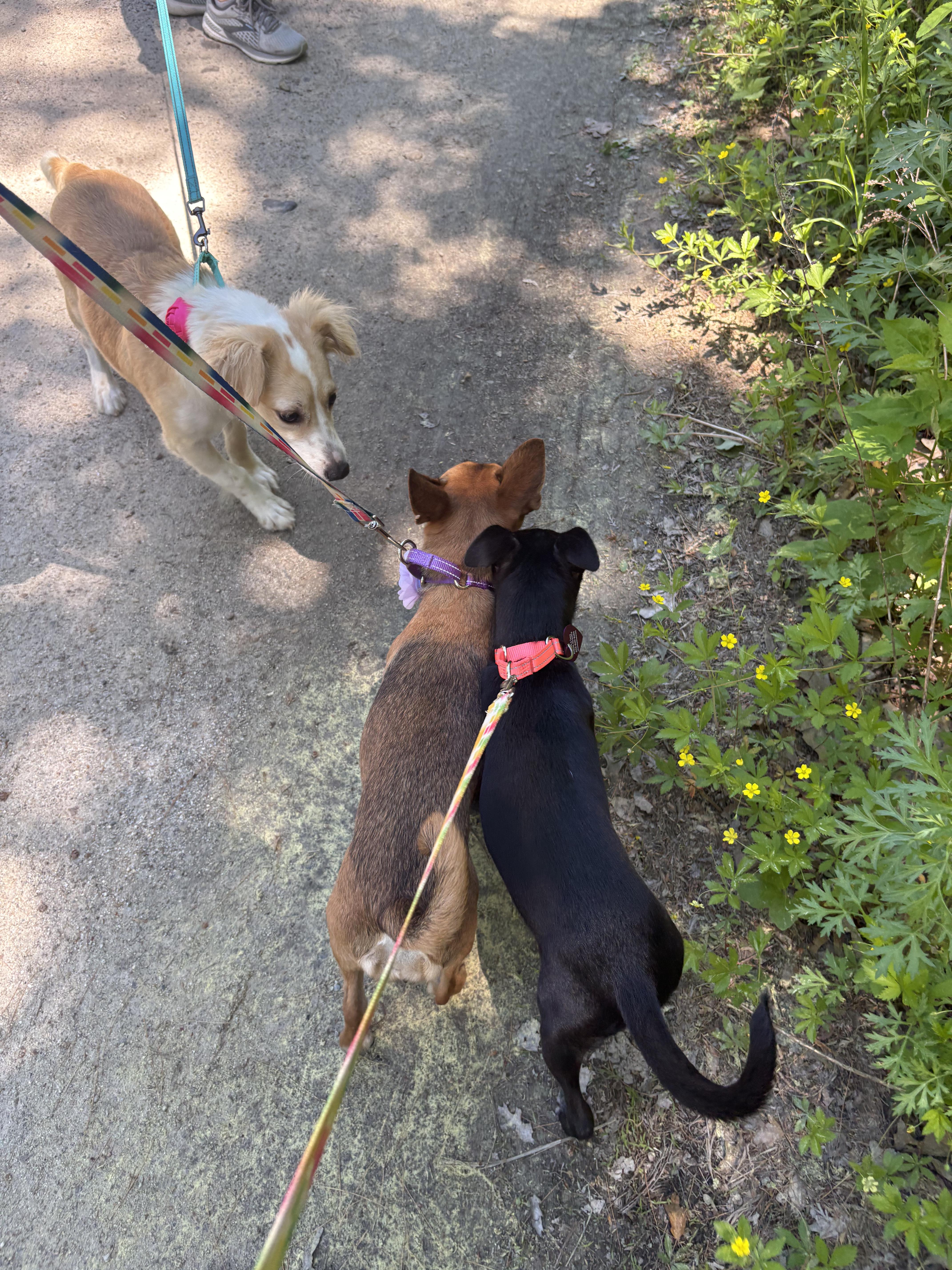 Sadie, a ADOPTABLE mixed breed in Weare, NH image 6/6