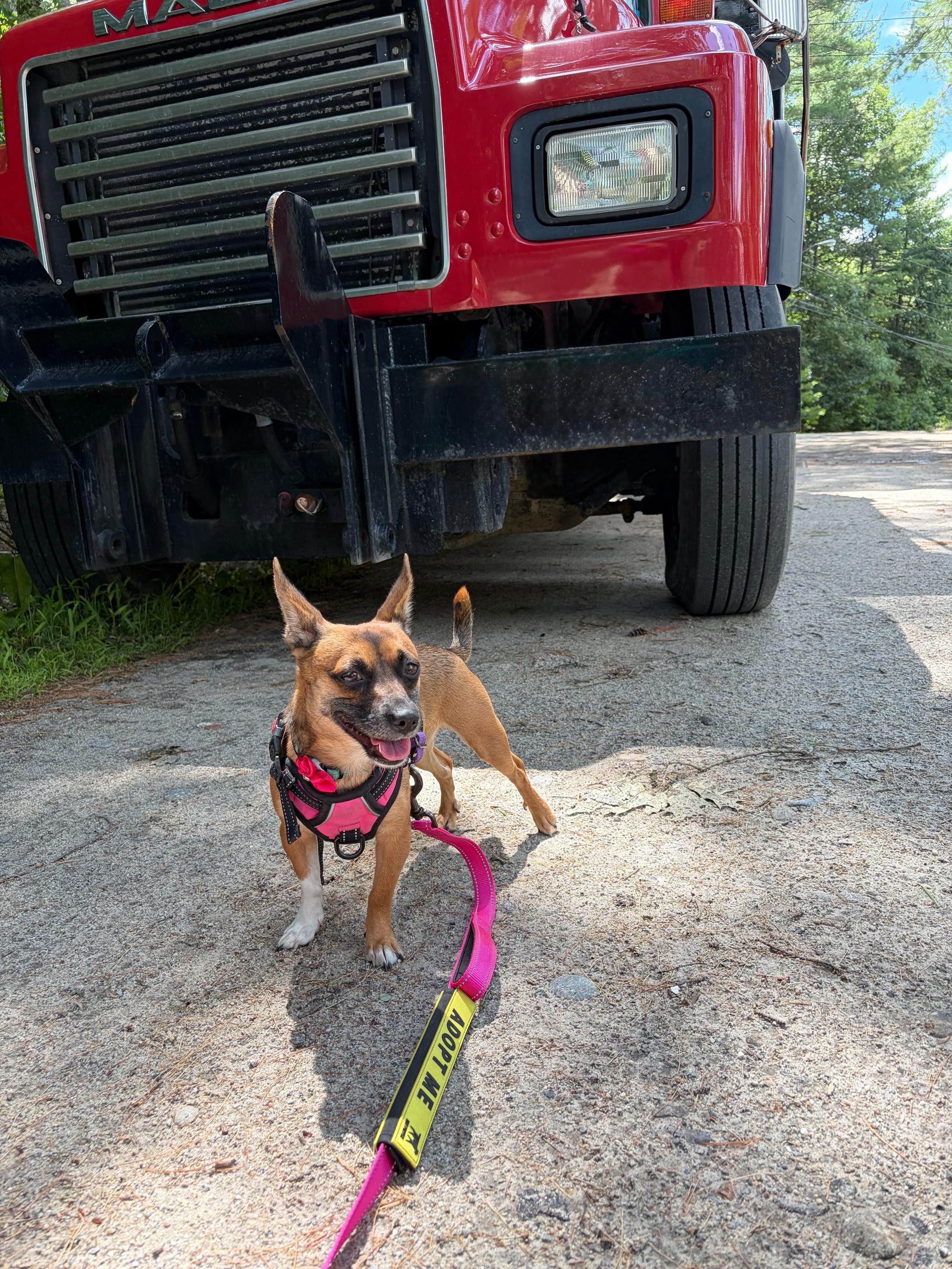 Sadie, ADOPTABLE, Adult Female Chihuahua.
