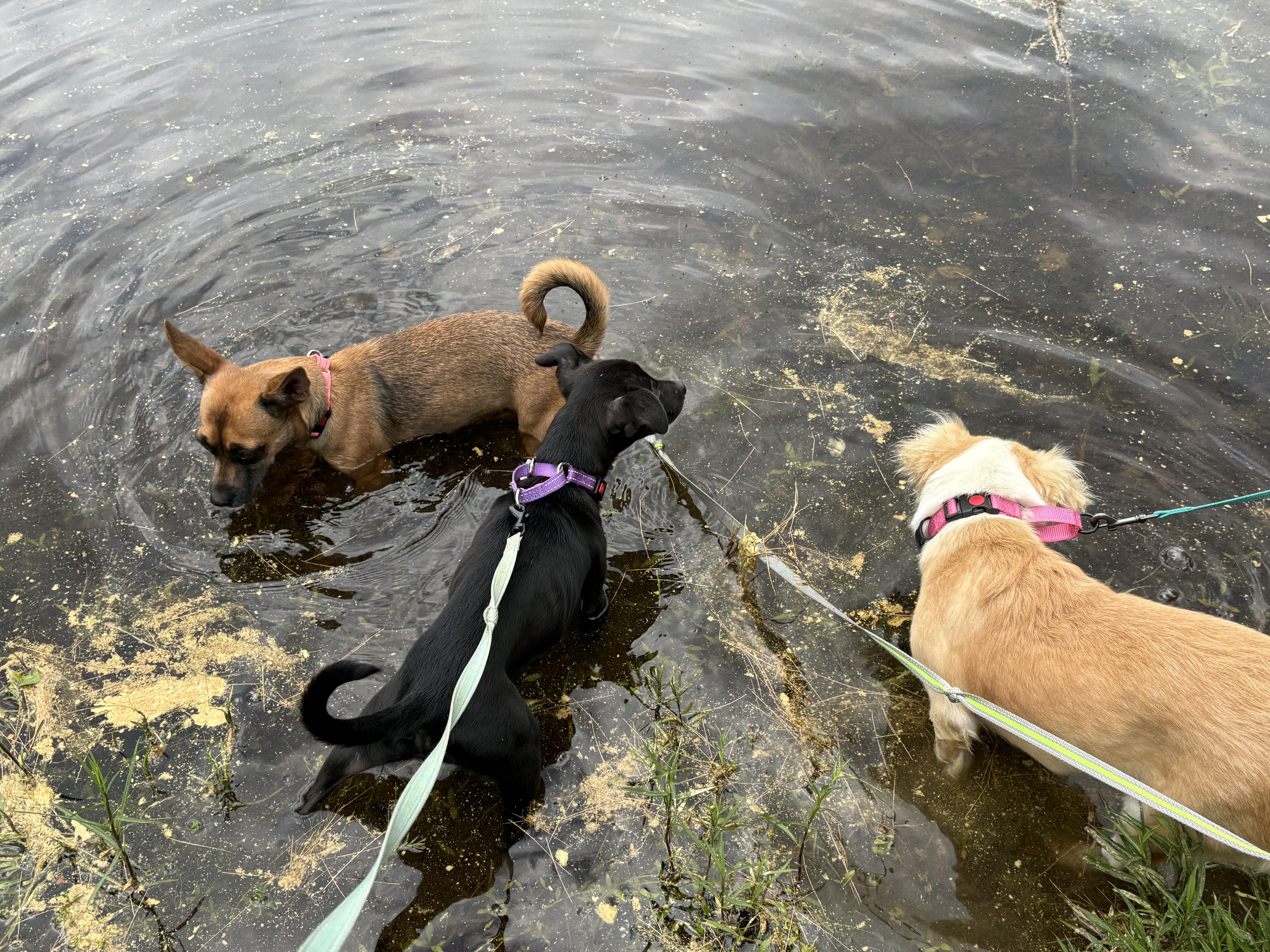 Sadie, a ADOPTABLE mixed breed in Weare, NH image 4/6