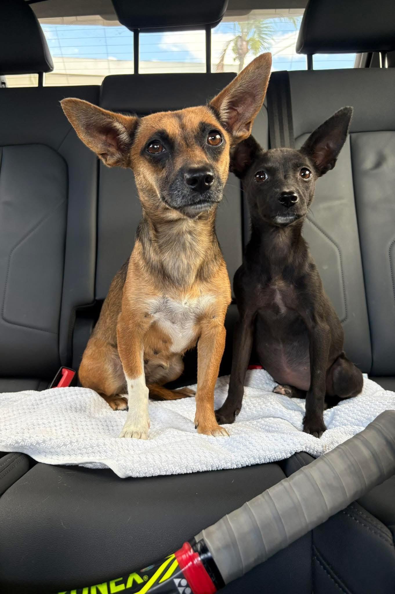 Sadie, ADOPTABLE, Adult Female Chihuahua.