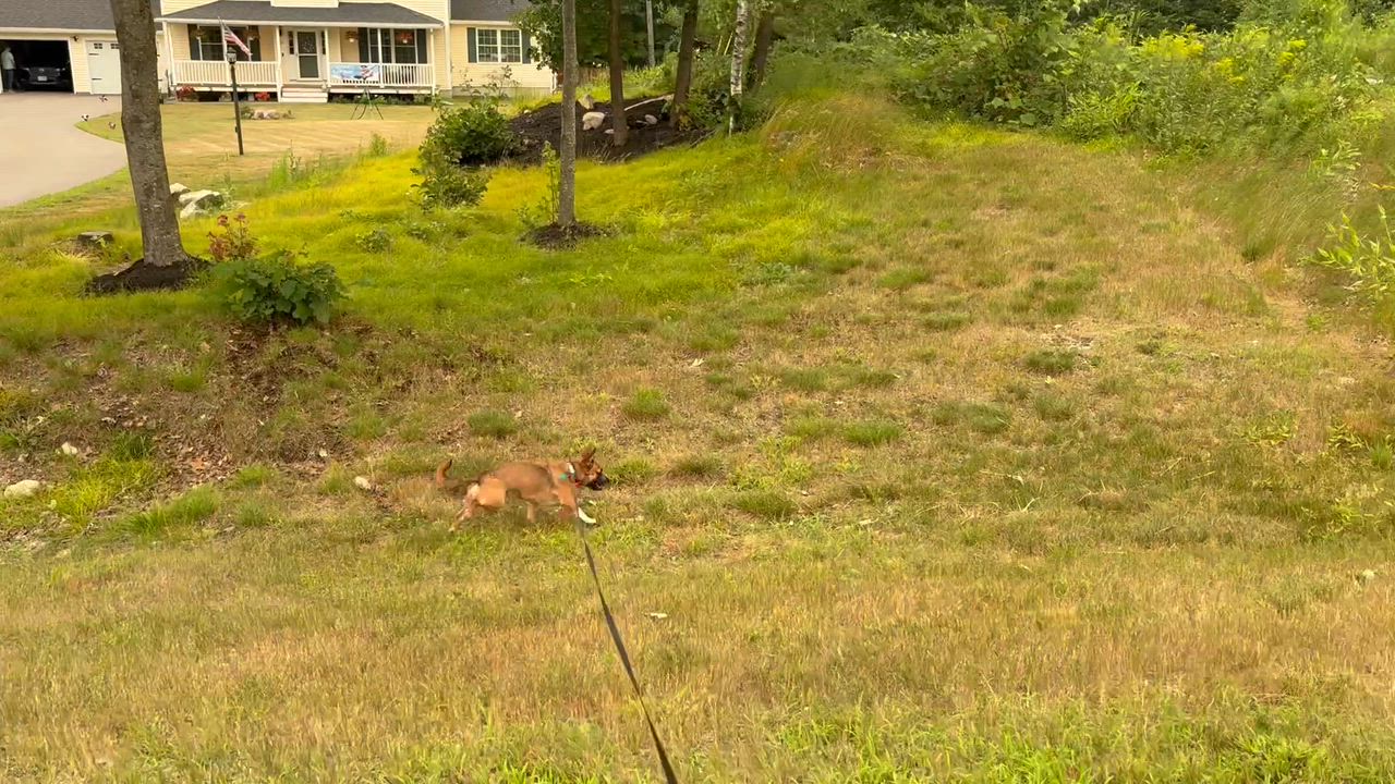 Enlarge Sadie, a ADOPTABLE mixed breed in Weare, NH video 5/5