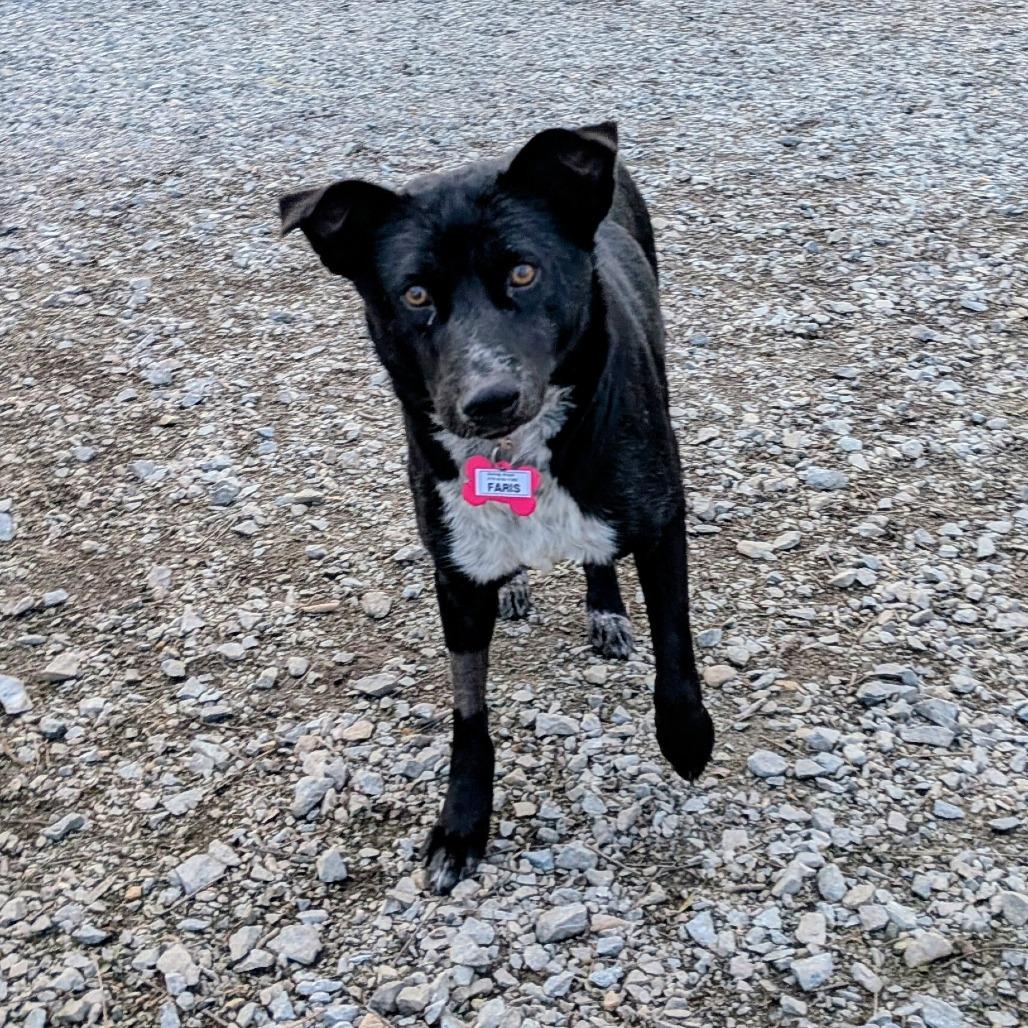 Faris, Adoptable, Adult Female Labrador Retriever & Border Collie.
