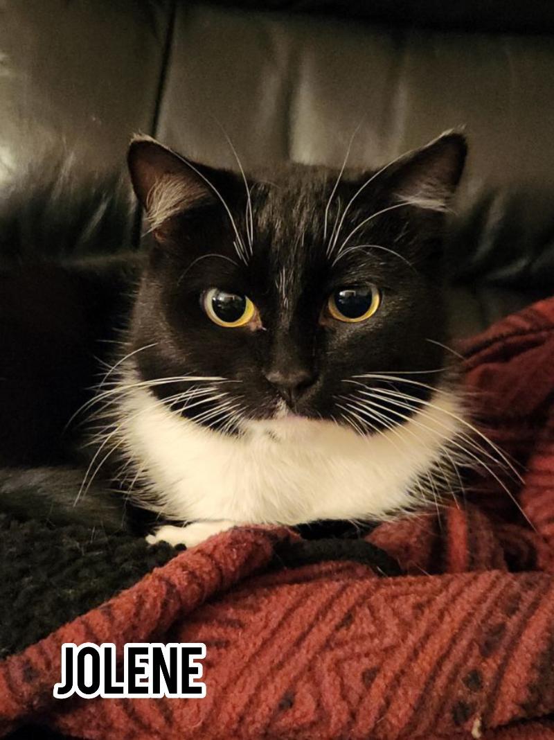 Enlarge Joleen, a Adoptable Domestic Short Hair in Dauphin, MB image 1/1