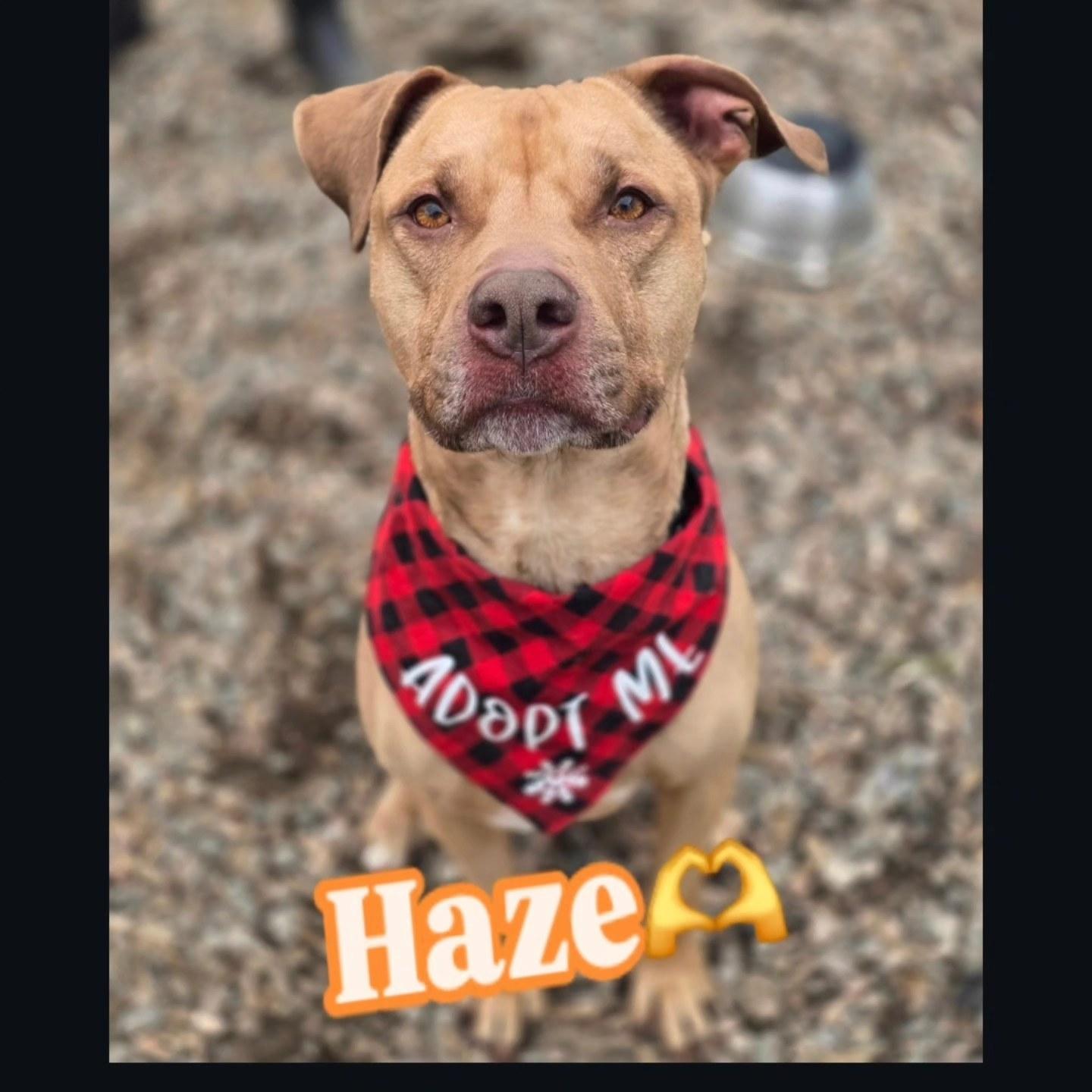 Haze, Adoptable, Adult Male Mixed Breed.