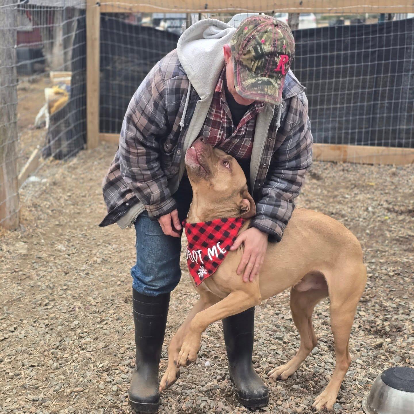 Enlarge Haze, a Adoptable mixed breed in Minden, ON image 2/4