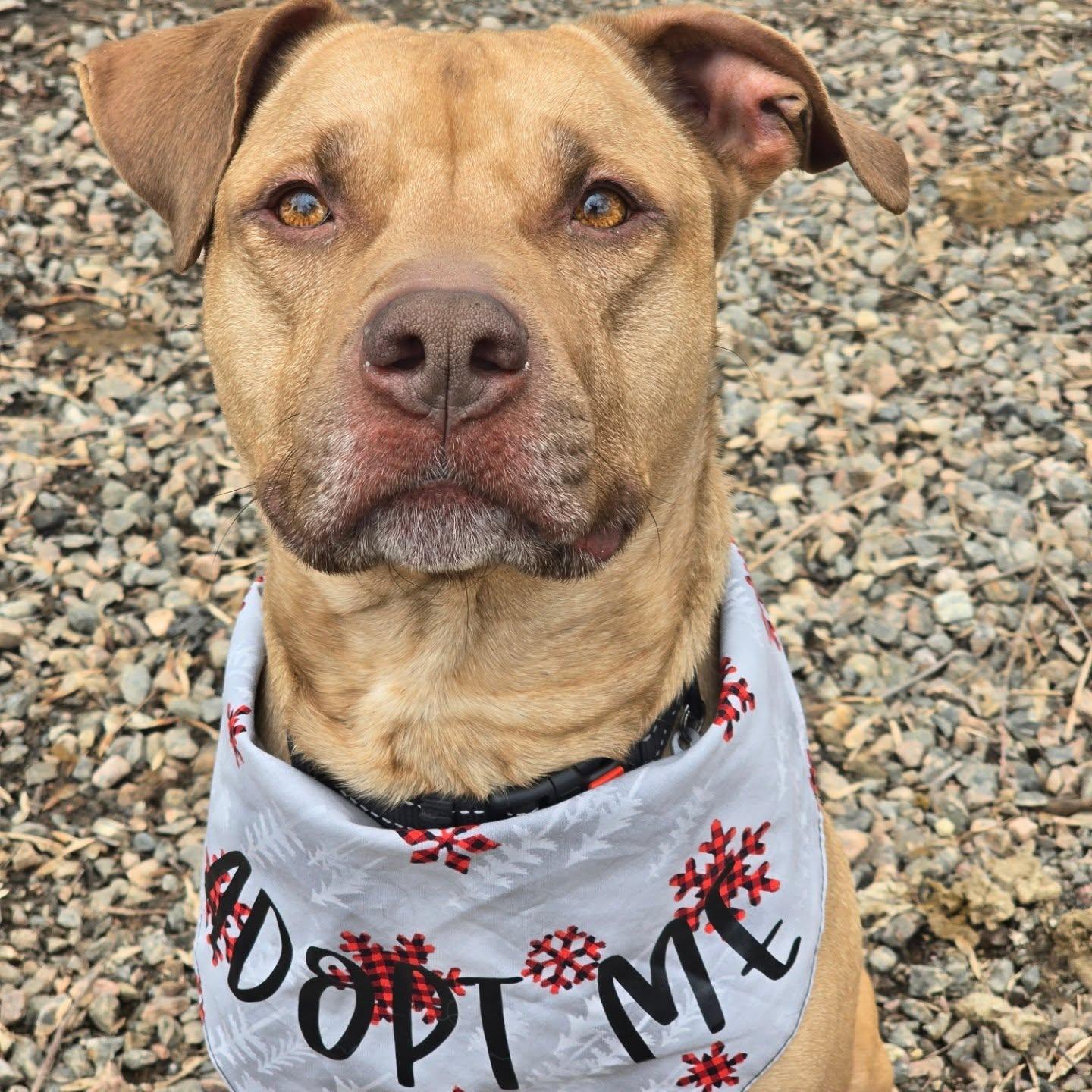 Enlarge Haze, a Adoptable mixed breed in Minden, ON image 3/4