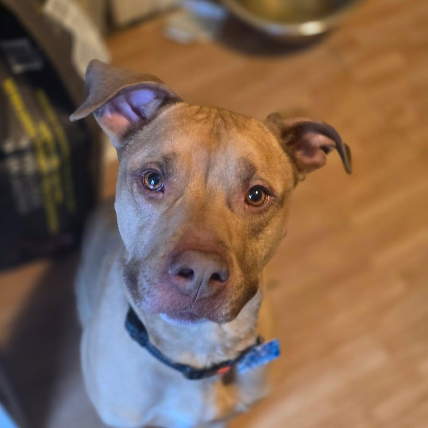 Enlarge Haze, a Adoptable mixed breed in Minden, ON image 4/4