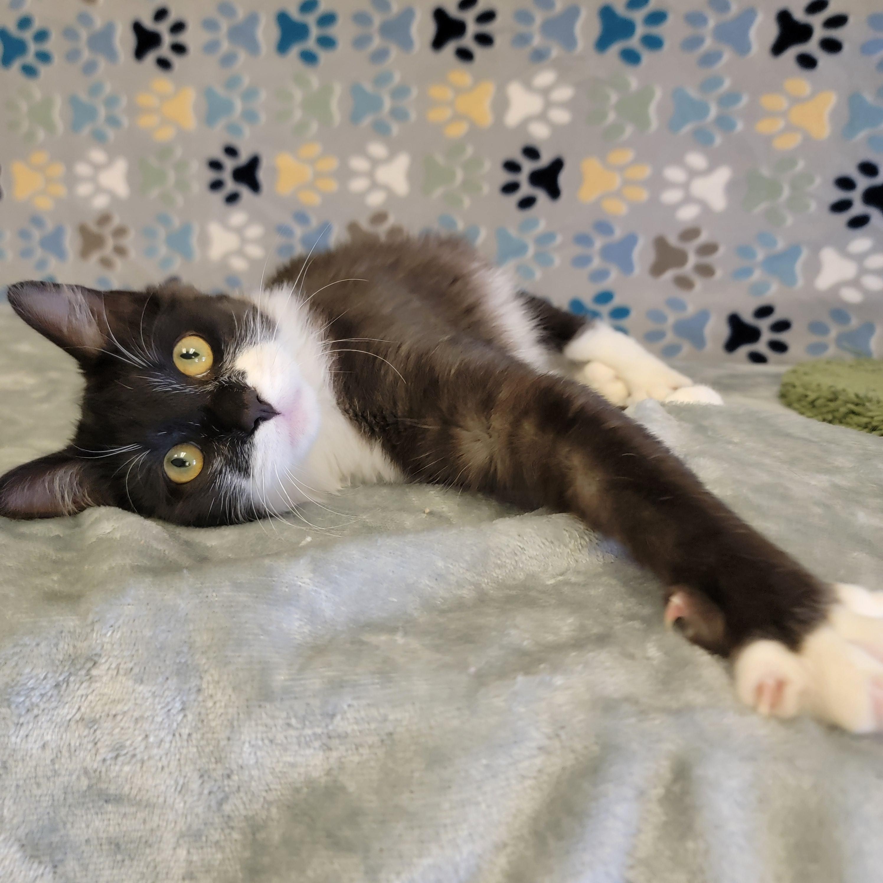 Boots, an adoptable Domestic Medium Hair in ALPINE, TX, 79830 | Photo Image 3