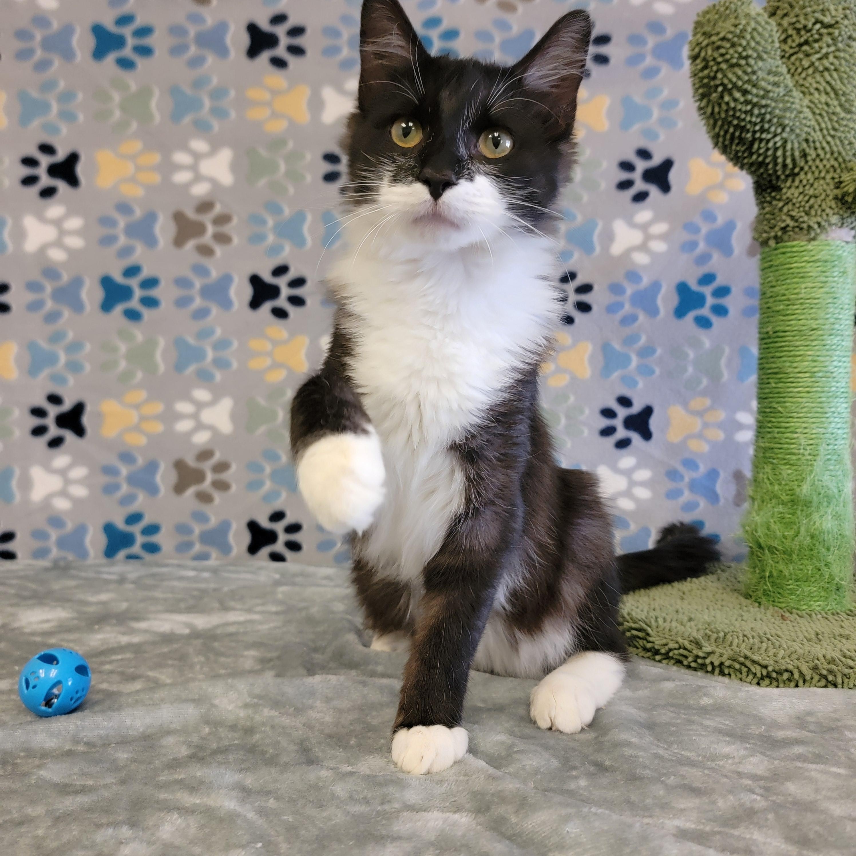 Boots, an adoptable Domestic Medium Hair in ALPINE, TX, 79830 | Photo Image 4