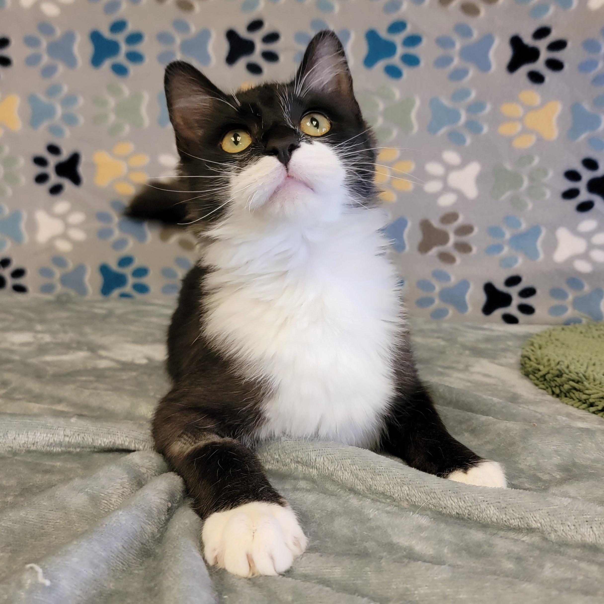 Boots, an adoptable Domestic Medium Hair in ALPINE, TX, 79830 | Photo Image 2