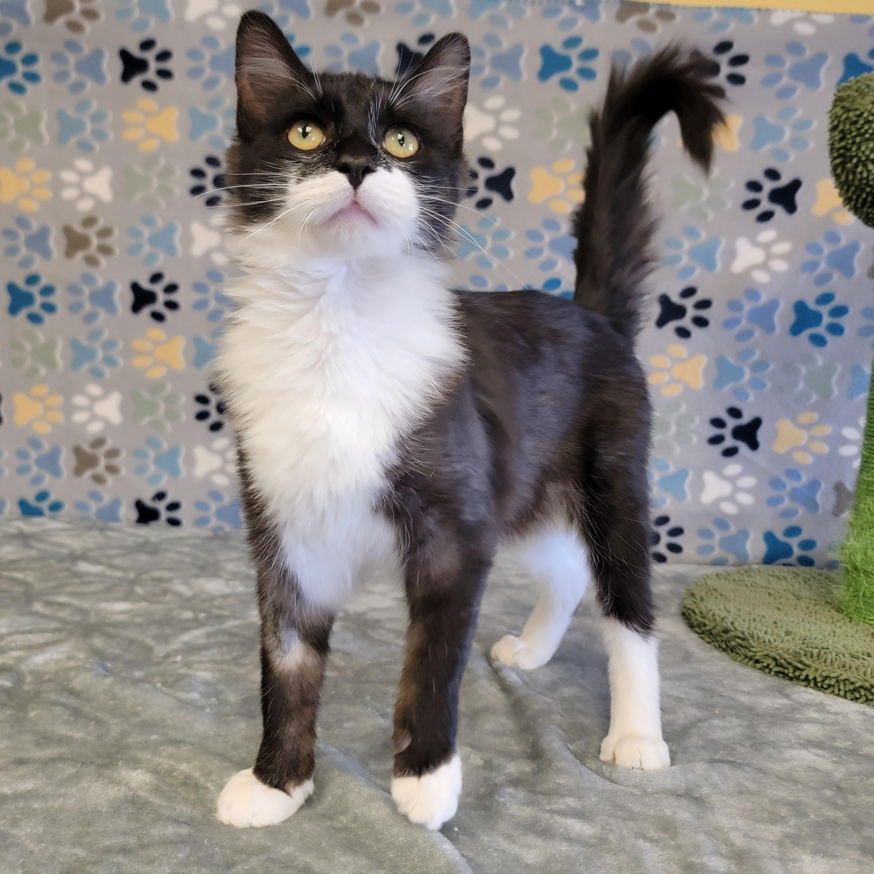 Boots, an adoptable Domestic Medium Hair in ALPINE, TX, 79830 | Photo Image 1