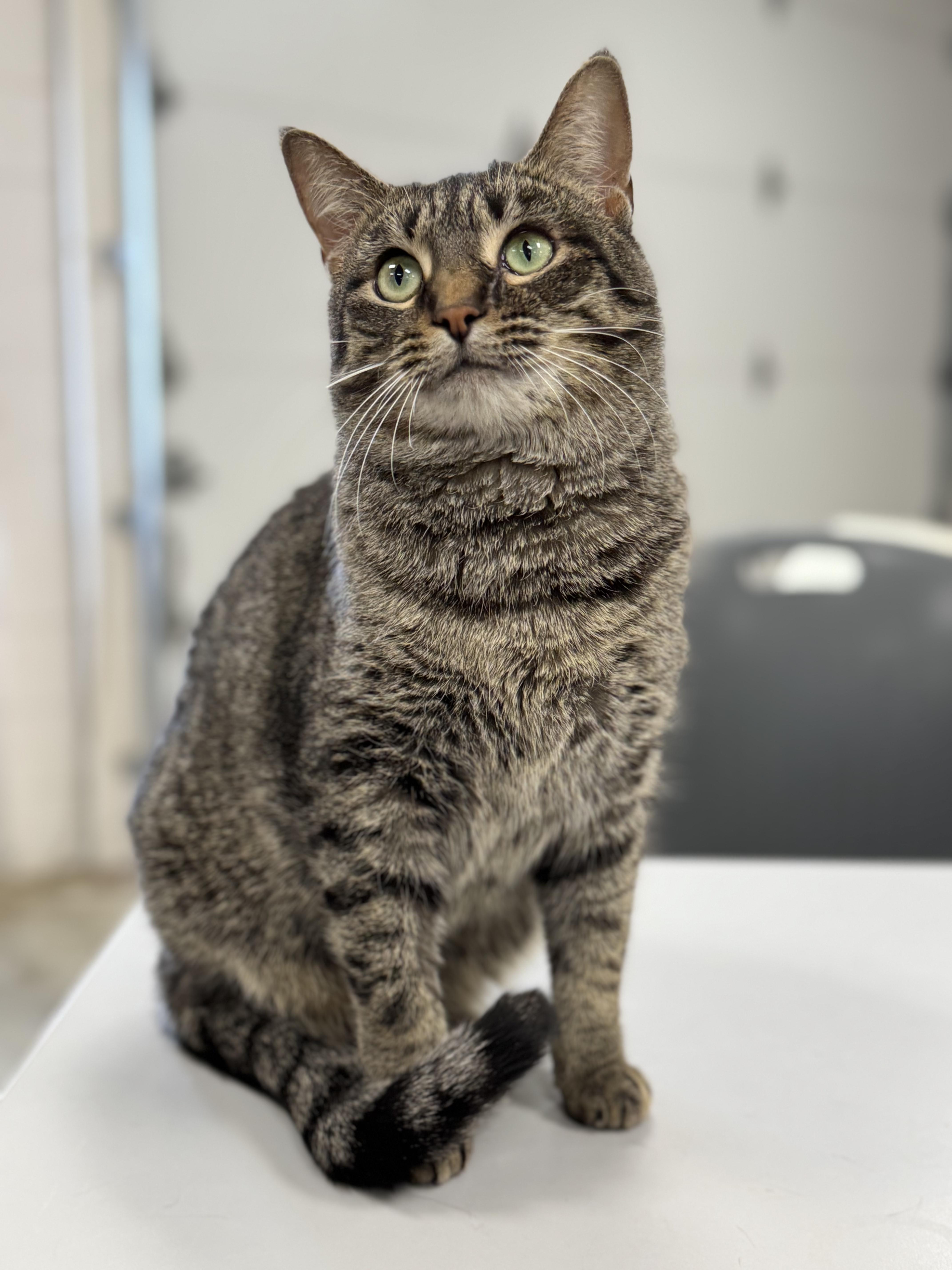 Enlarge BUTTERSCOTCH, a Adoptable mixed breed in Ashland, OH image 1/5