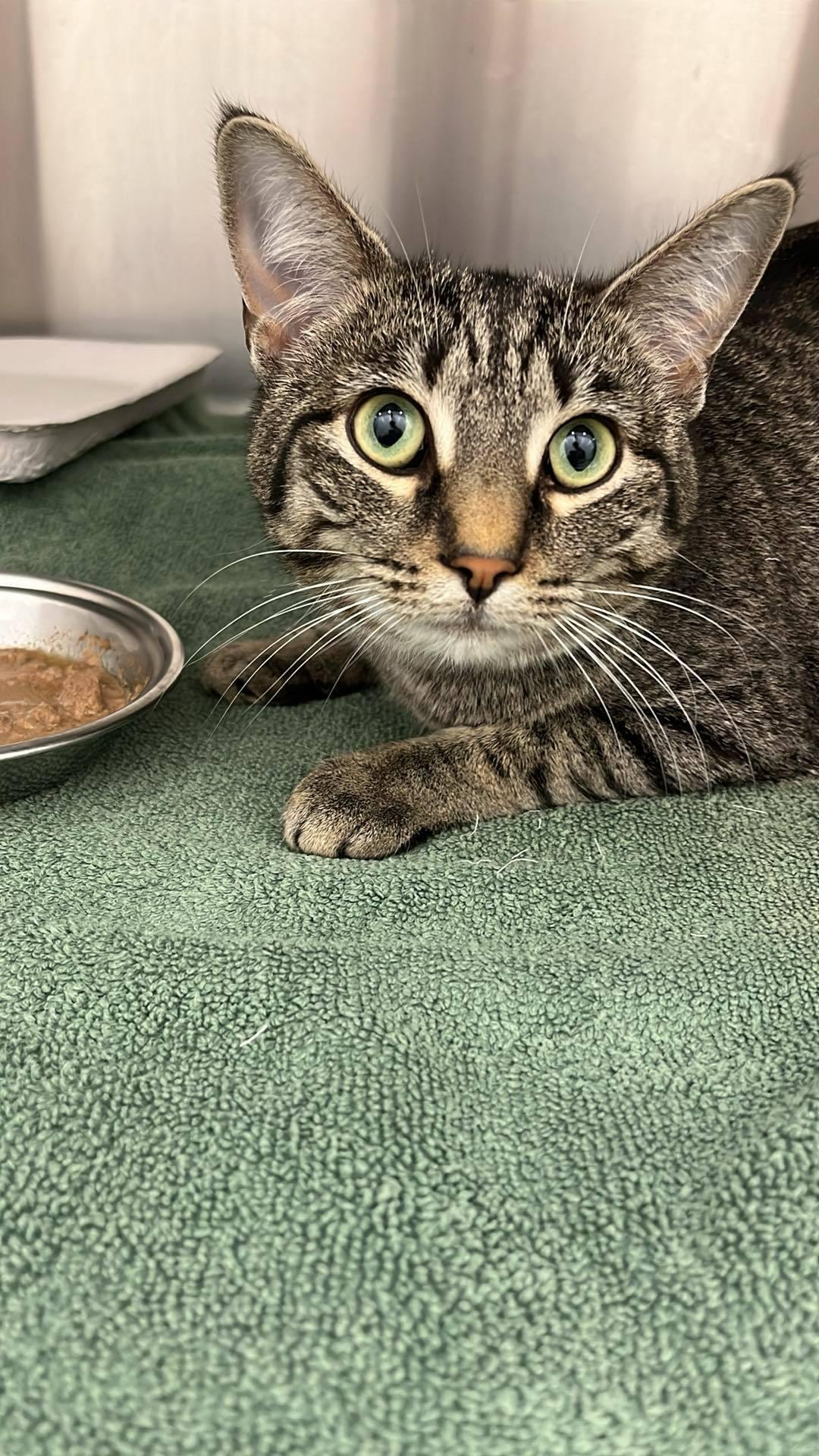 Enlarge BUTTERSCOTCH, a Adoptable mixed breed in Ashland, OH image 5/5