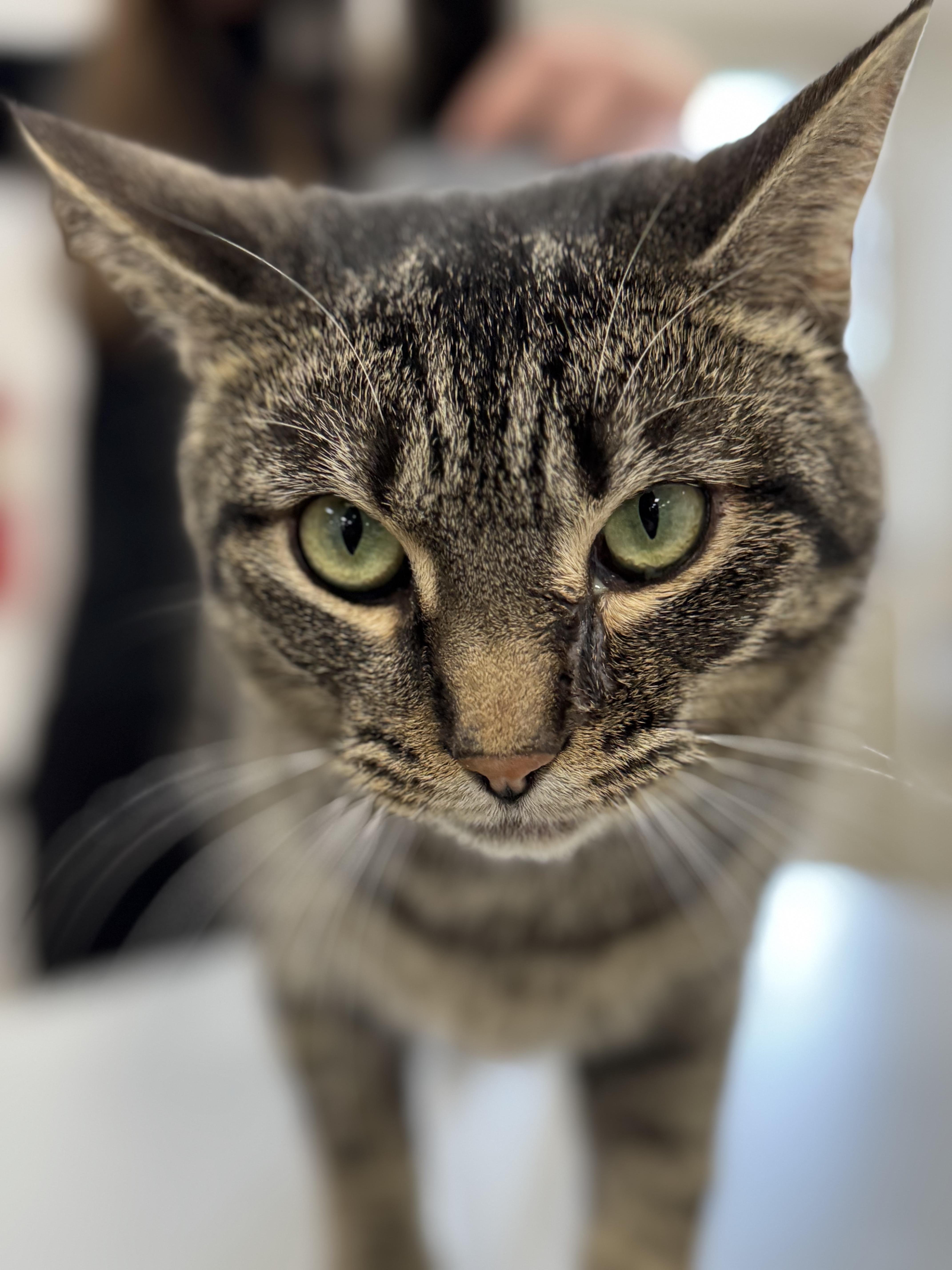 Enlarge BUTTERSCOTCH, a Adoptable mixed breed in Ashland, OH image 3/5