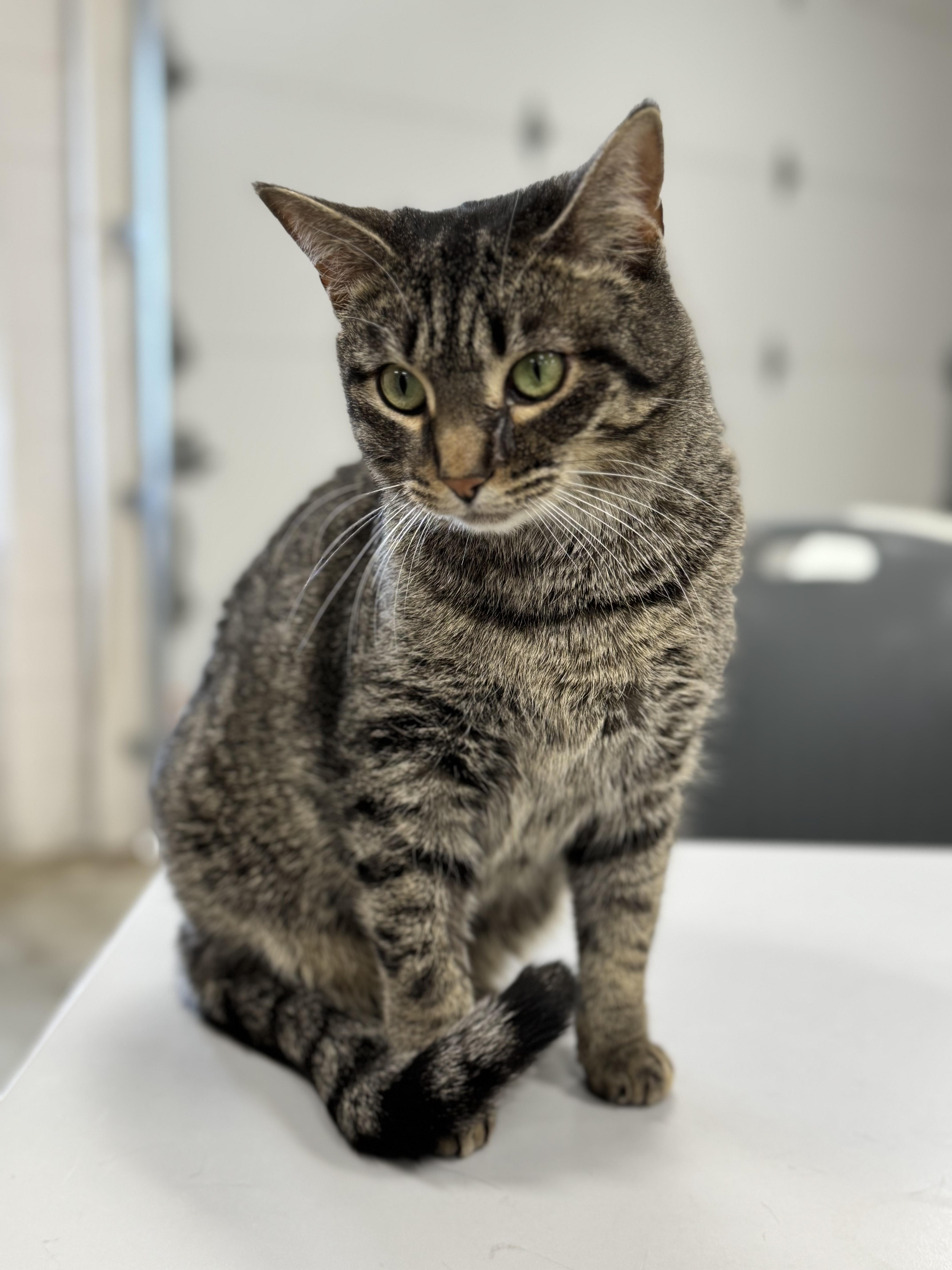 Enlarge BUTTERSCOTCH, a Adoptable mixed breed in Ashland, OH image 4/5