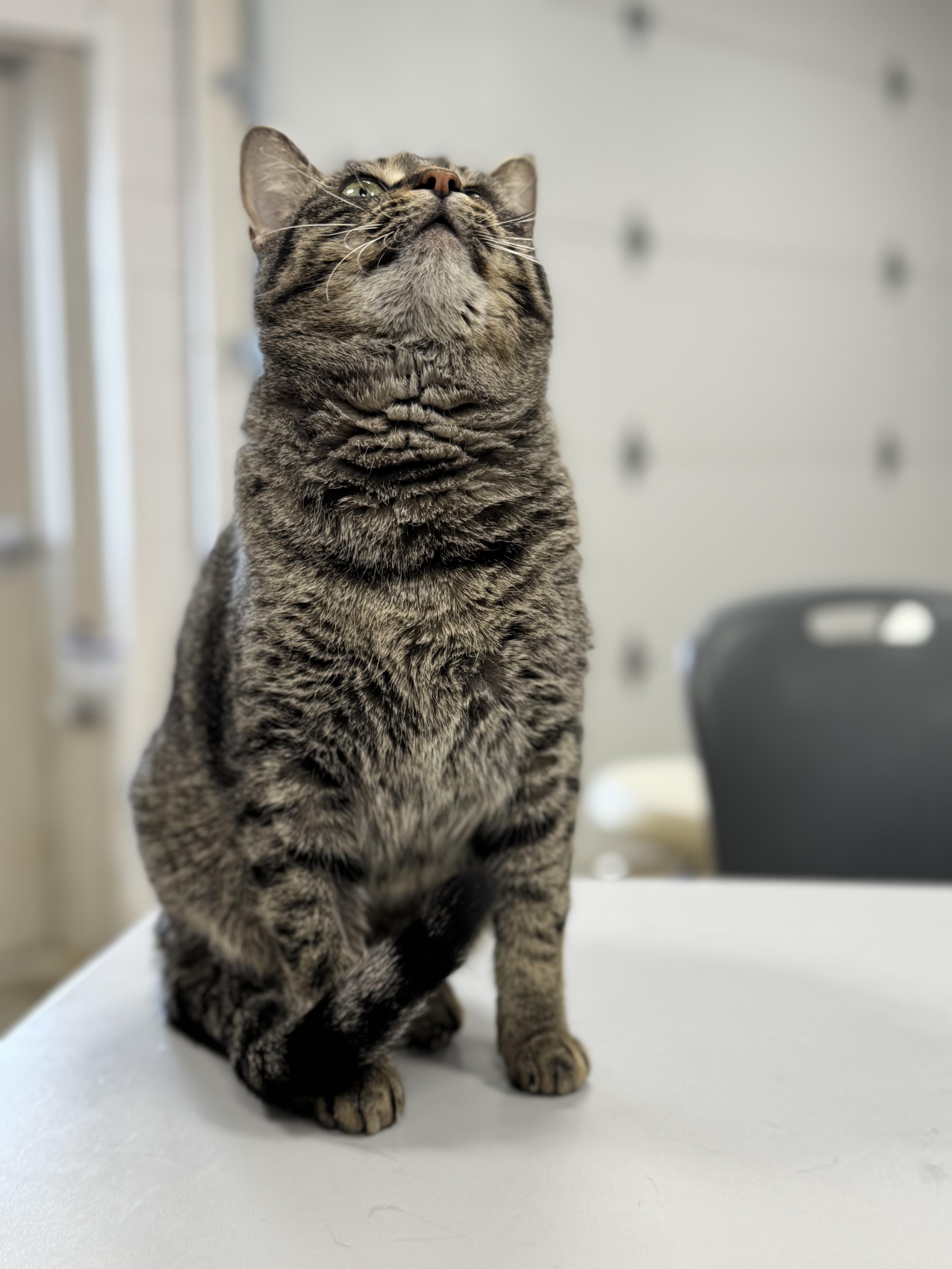 Enlarge BUTTERSCOTCH, a Adoptable mixed breed in Ashland, OH image 2/5