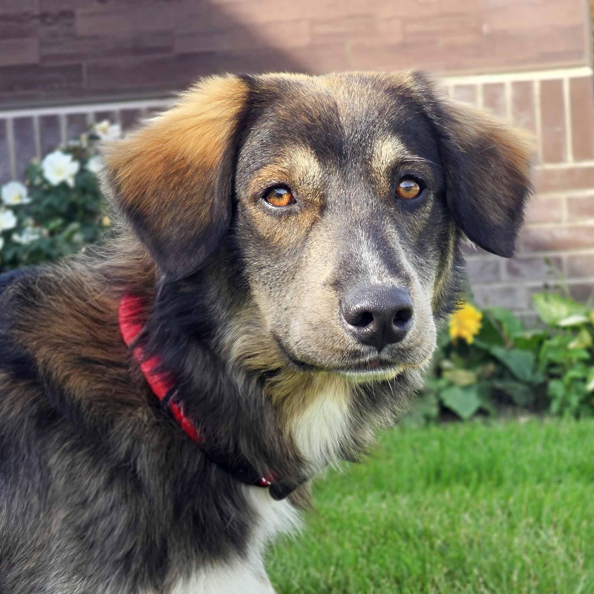 Enlarge Irv, a Adoptable mixed breed in Schaumburg, IL image 3/5
