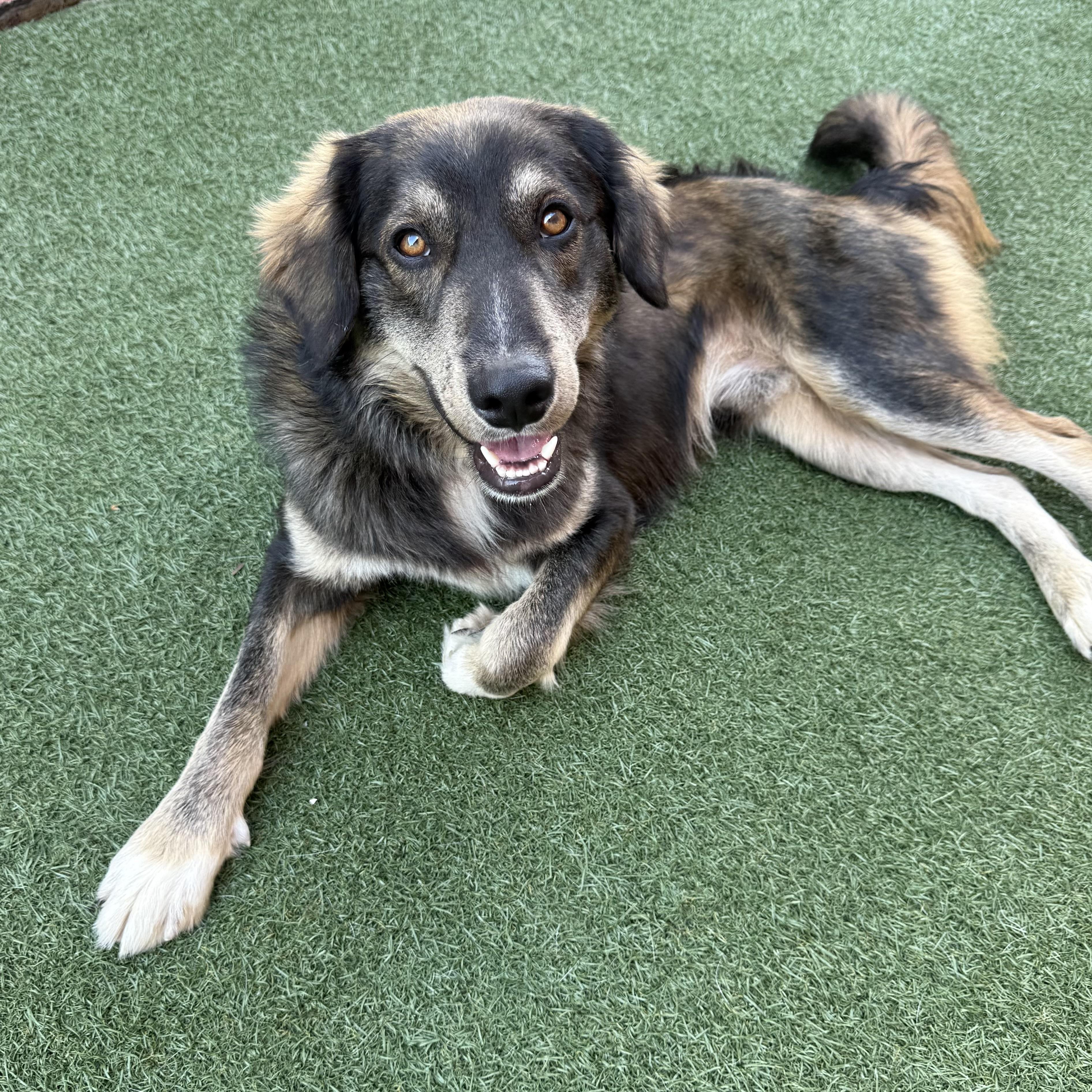 Enlarge Irv, a Adoptable mixed breed in Schaumburg, IL image 2/5
