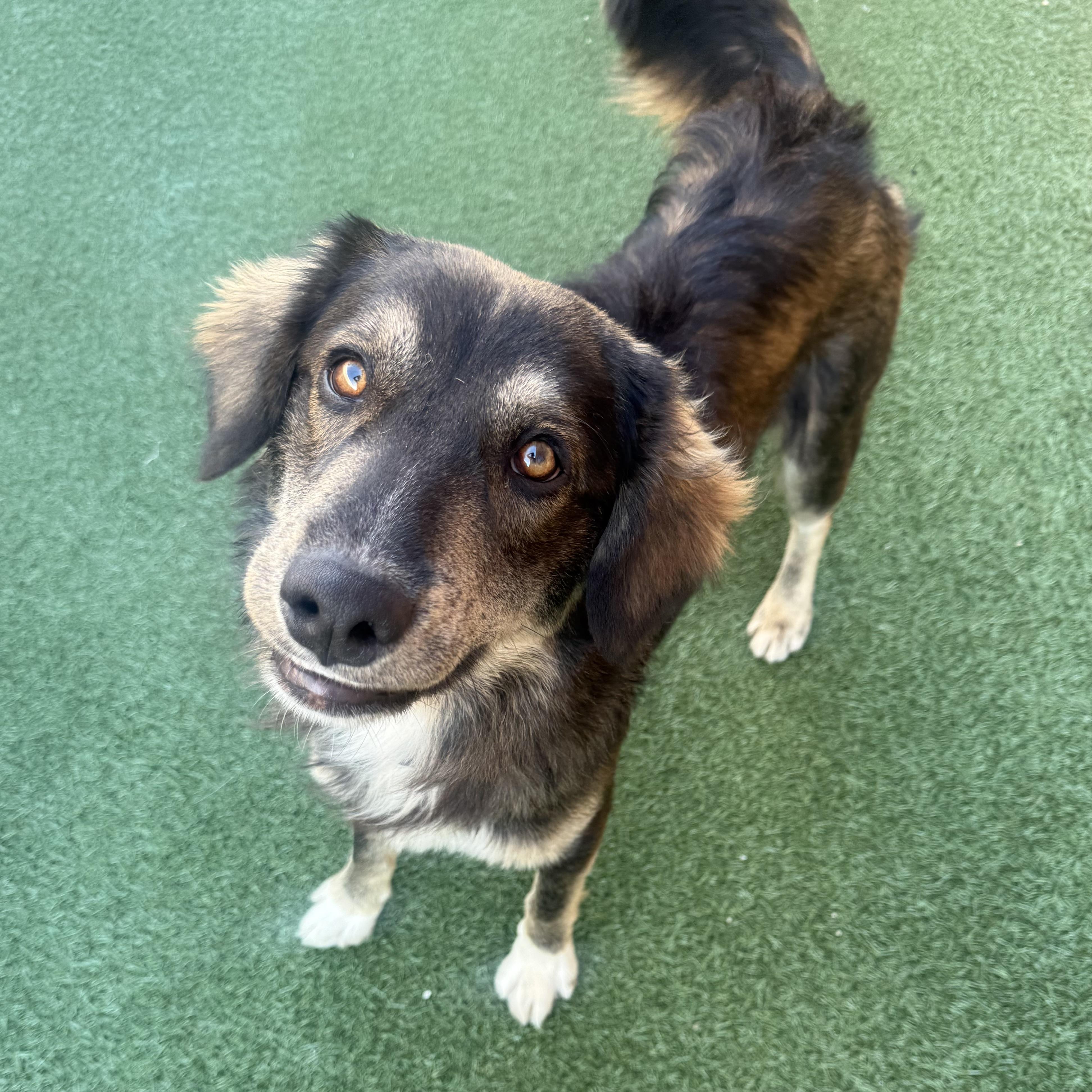 Enlarge Irv, a Adoptable mixed breed in Schaumburg, IL image 4/5