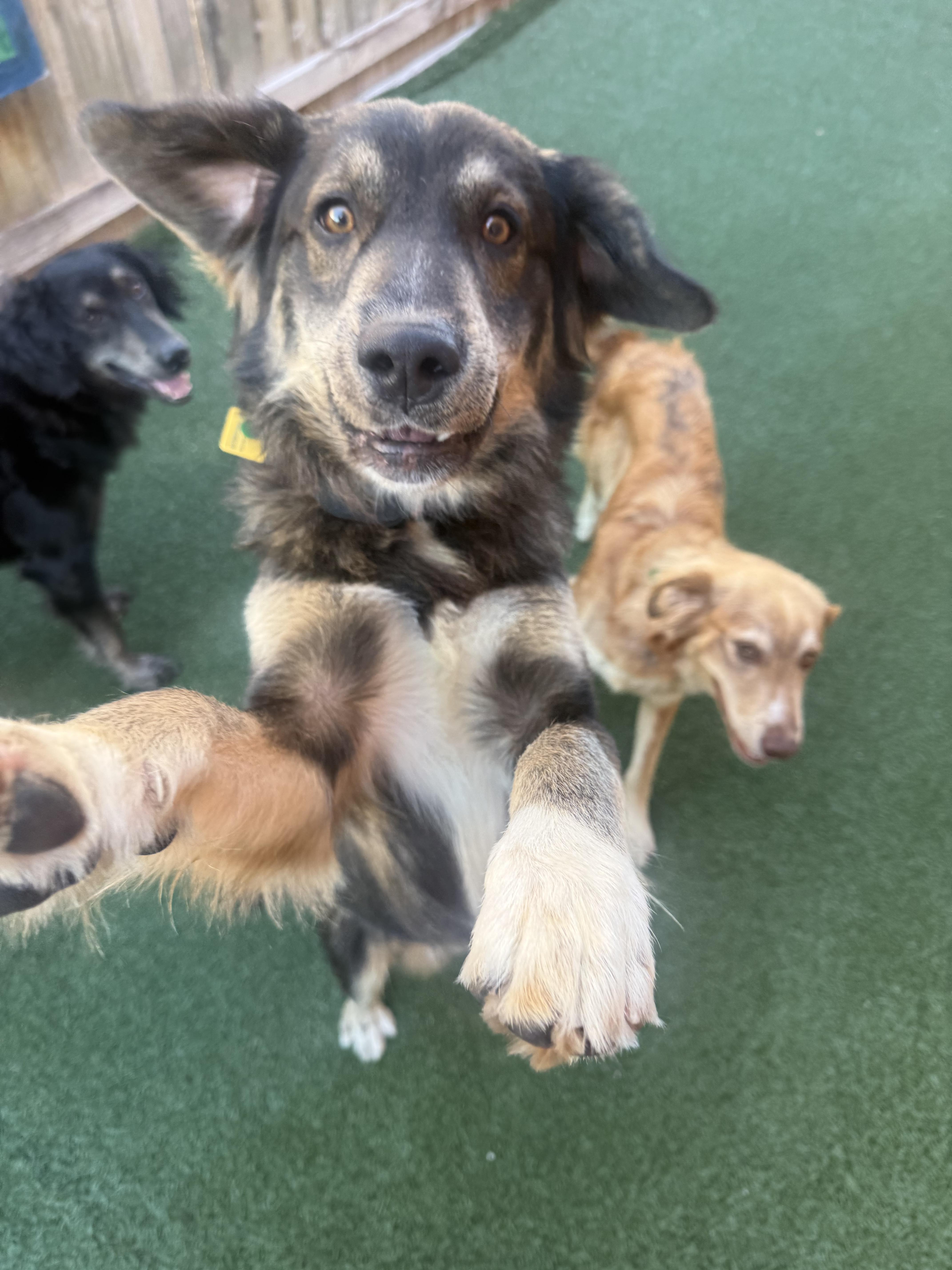 Enlarge Irv, a Adoptable mixed breed in Schaumburg, IL image 5/5