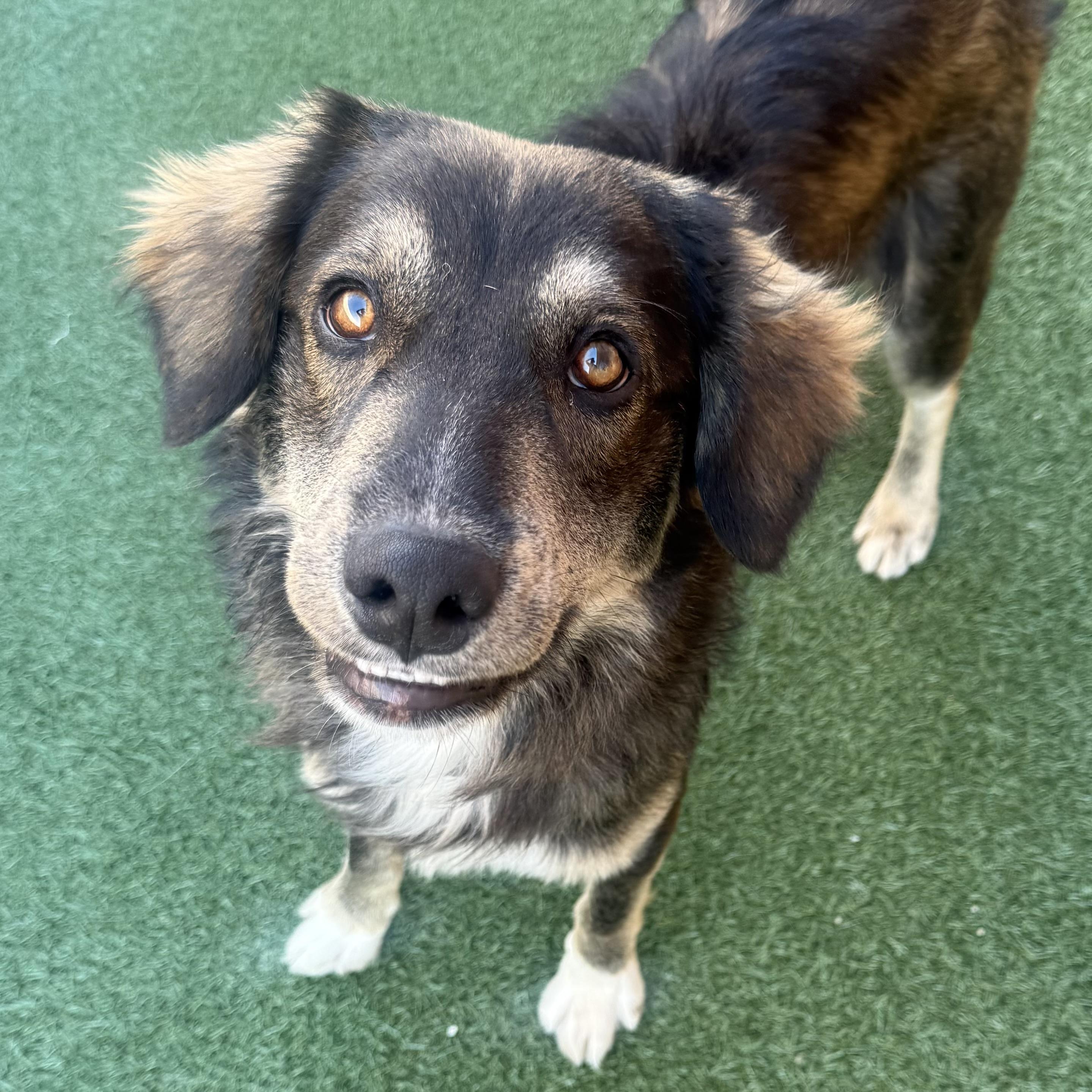 Enlarge Irv, a Adoptable mixed breed in Schaumburg, IL image 1/5