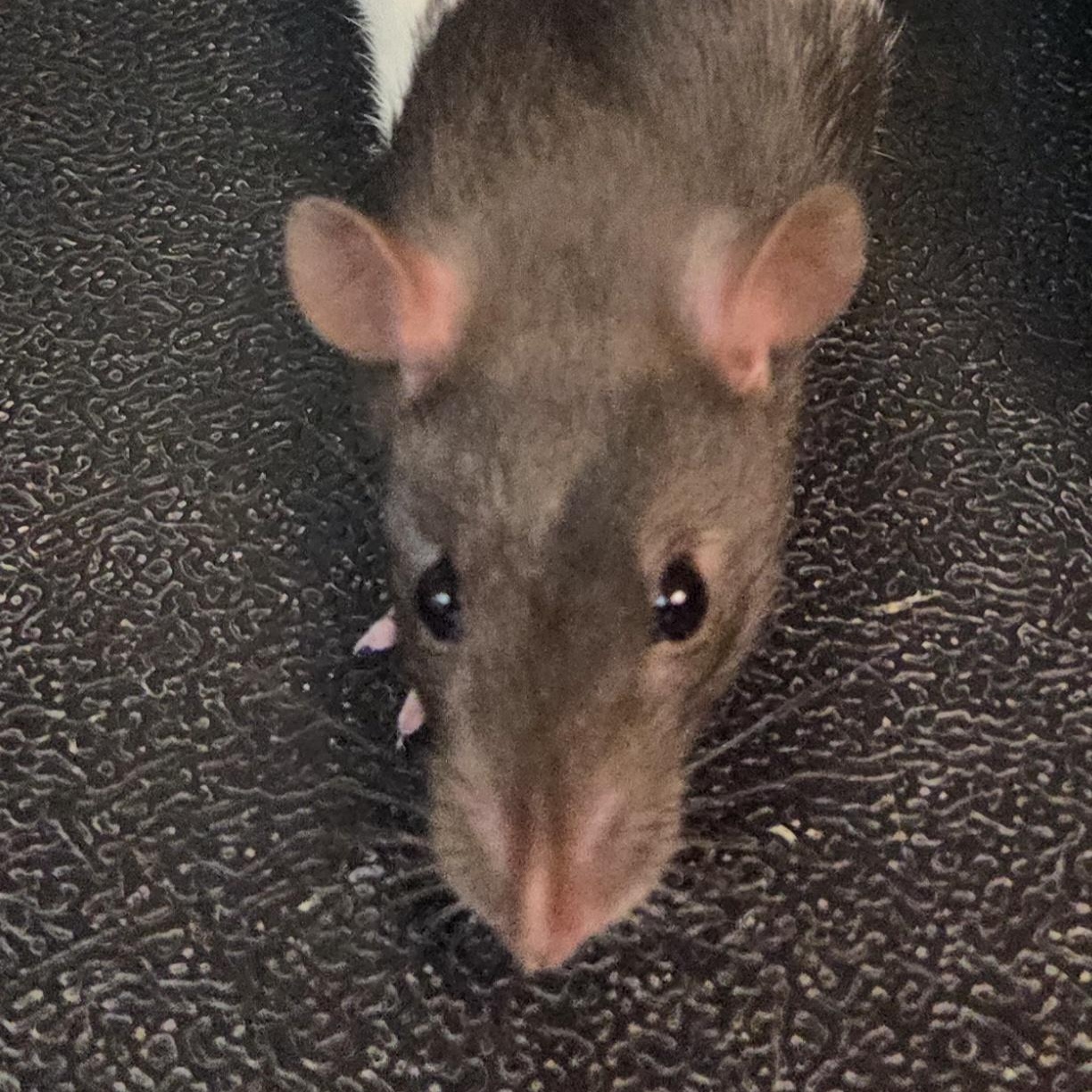 Pokemon Rat Pack (9 RATS), an adoptable Rat in Brookings, SD image 2/2