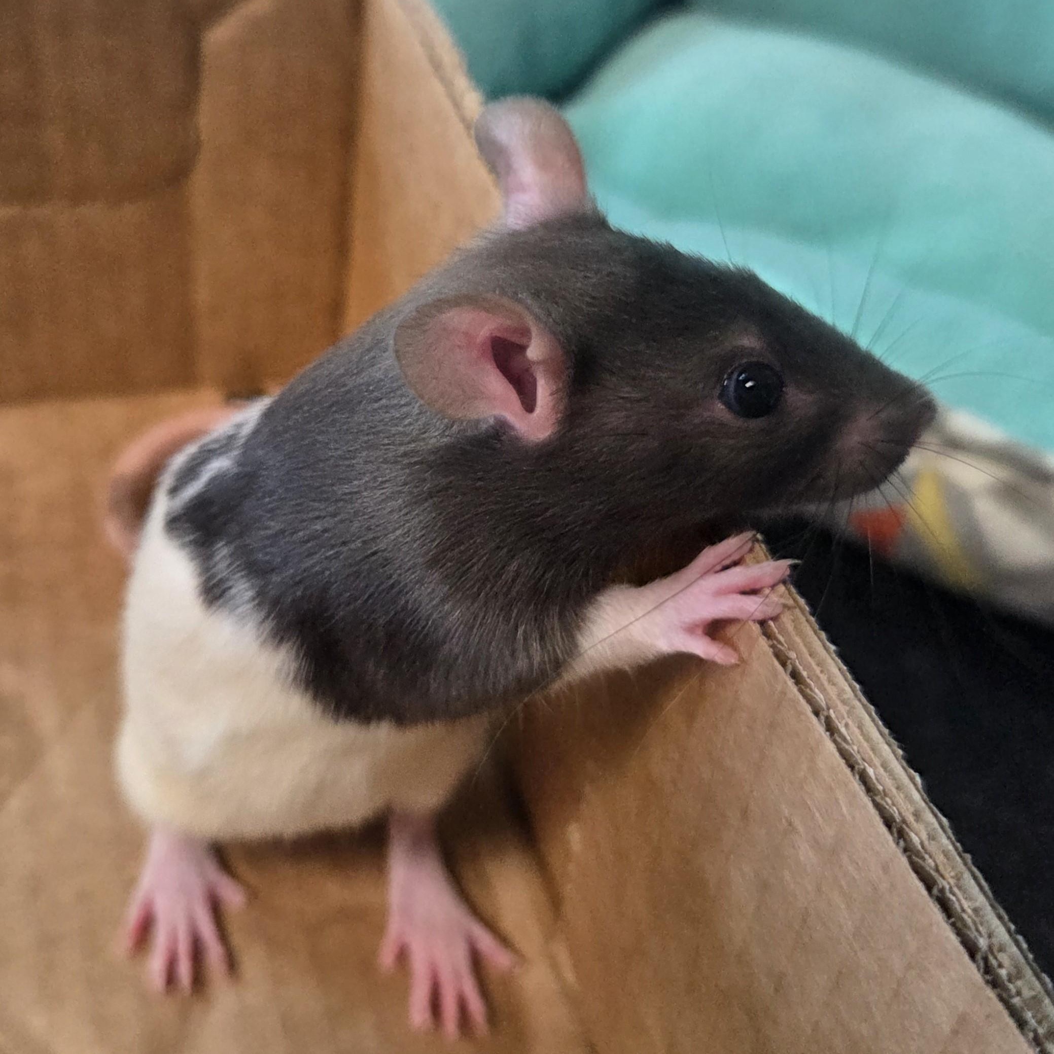 Pokemon Rat Pack (9 RATS), adoptable, Young Male Rat.