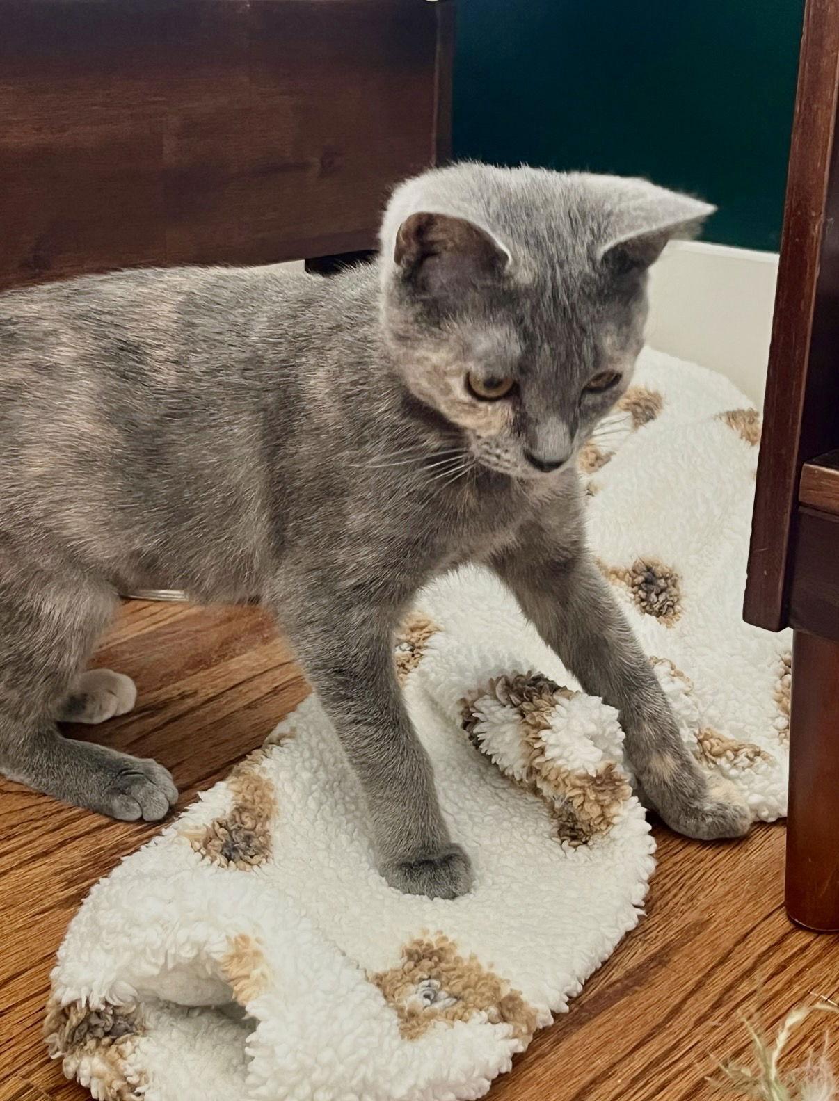 CAT - Bubbles, Adoptable, Kitten Female Domestic Short Hair.