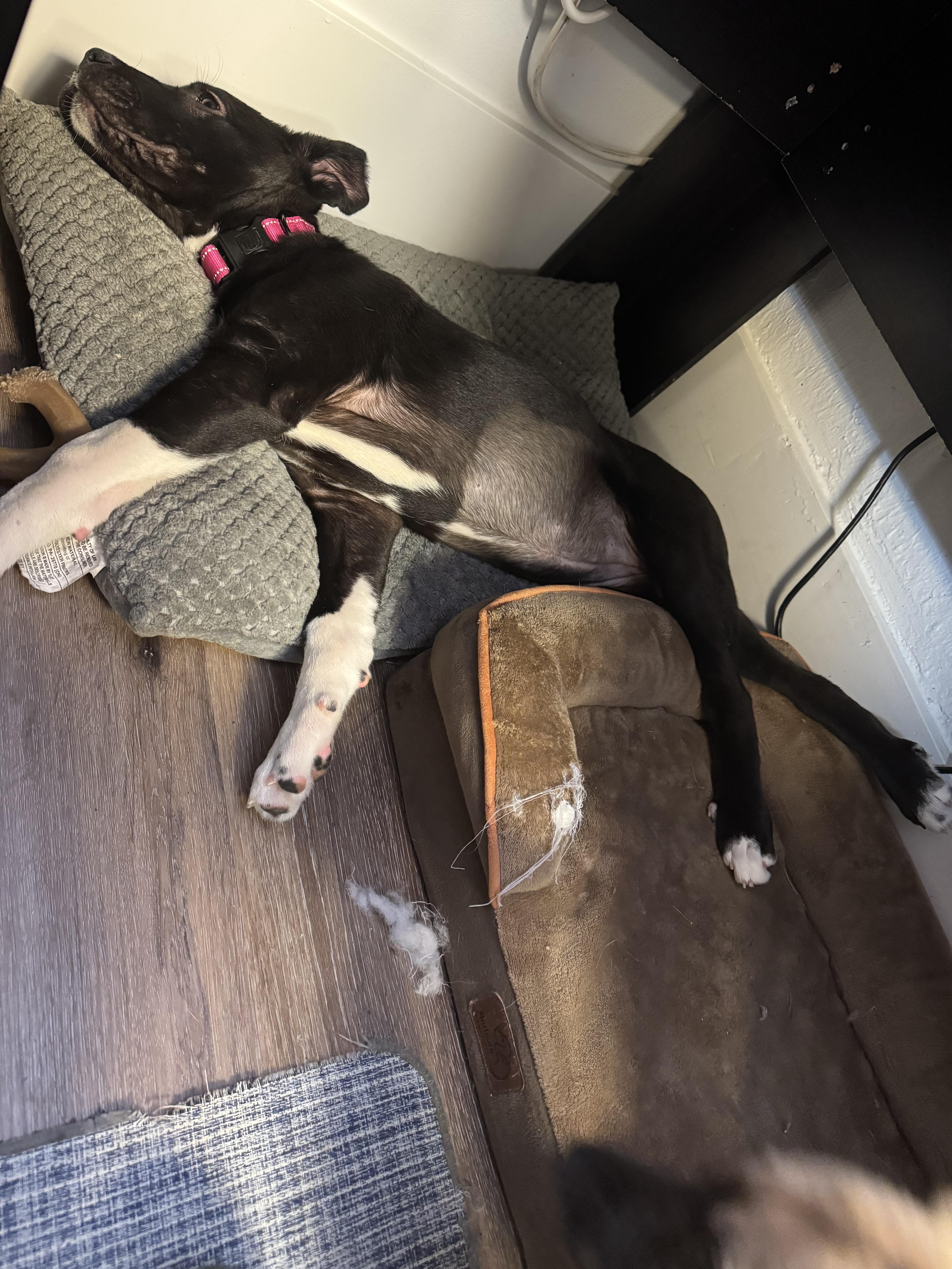 Enlarge Heidi, a Adoptable mixed breed in Ponchatoula, LA image 4/6