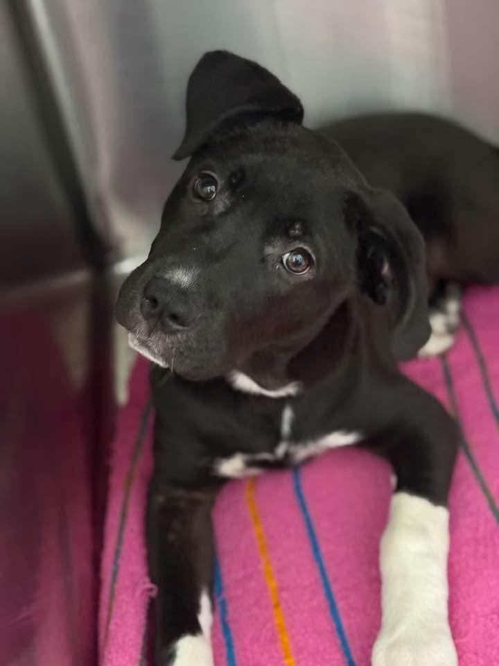 Enlarge Heidi, a Adoptable mixed breed in Ponchatoula, LA image 3/6