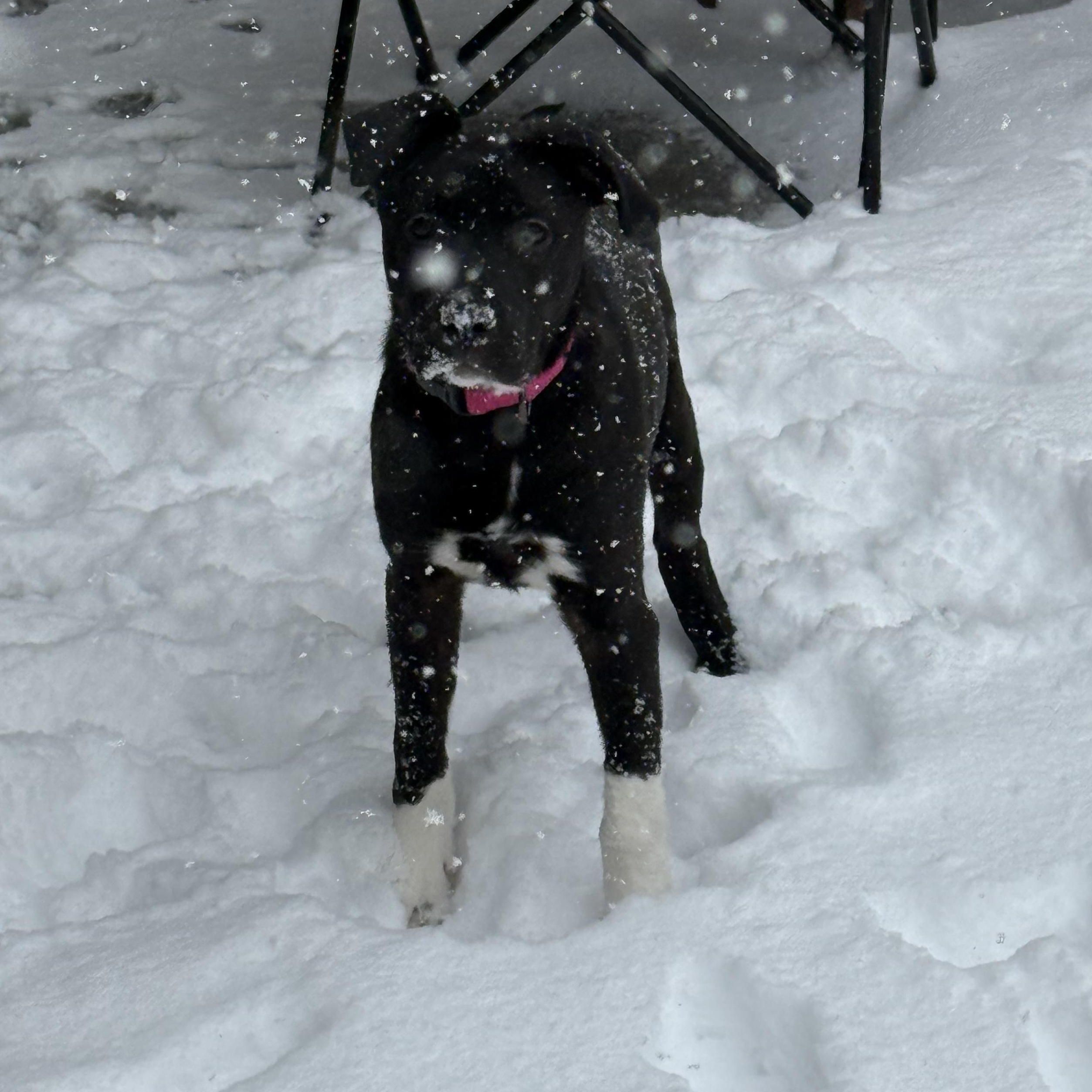 Enlarge Heidi, a Adoptable mixed breed in Ponchatoula, LA image 1/6