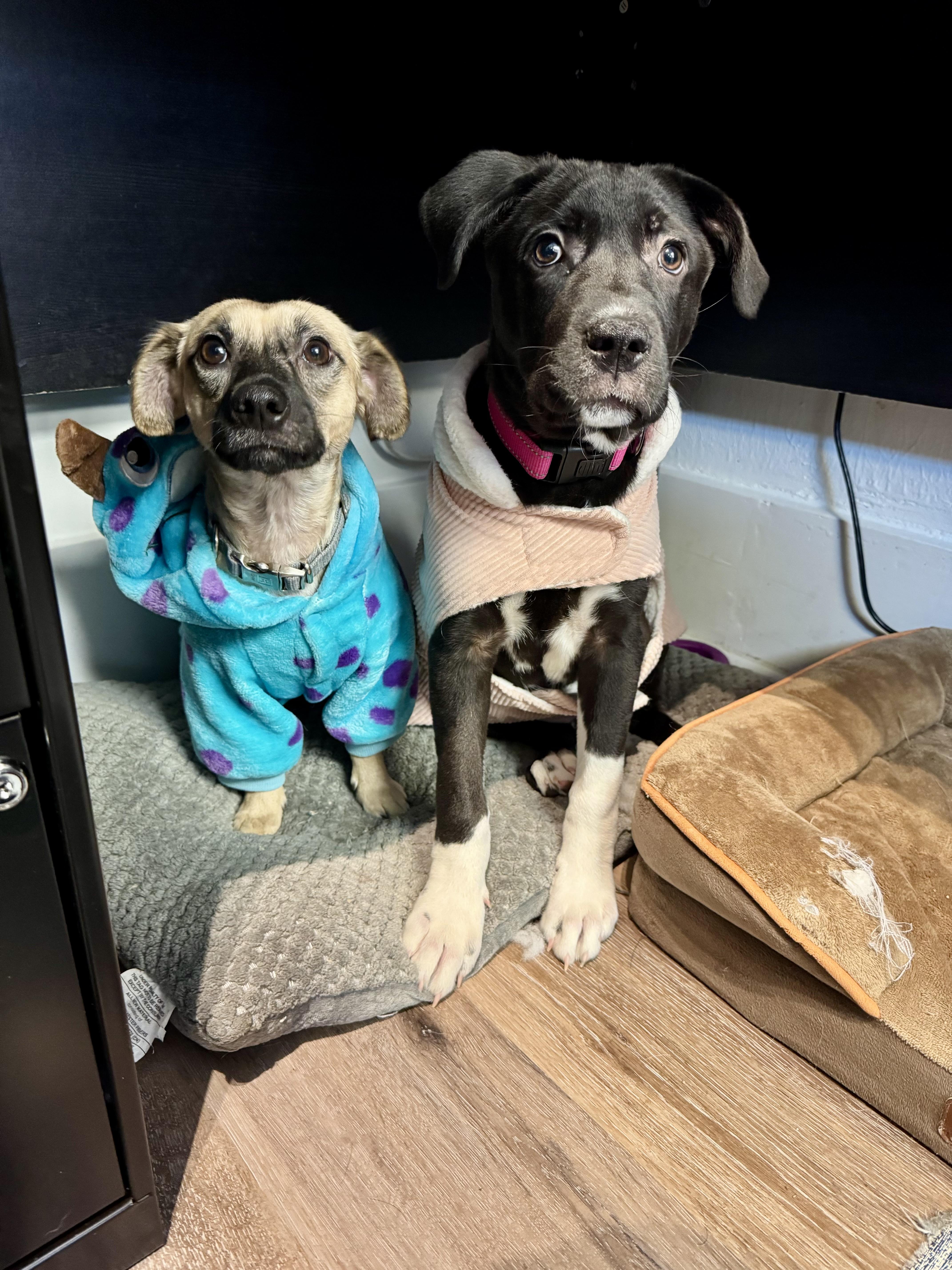 Enlarge Heidi, a Adoptable mixed breed in Ponchatoula, LA image 6/6