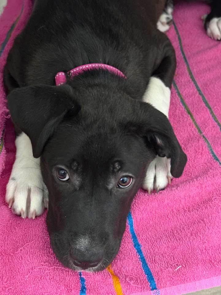 Enlarge Heidi, a Adoptable mixed breed in Ponchatoula, LA image 5/6