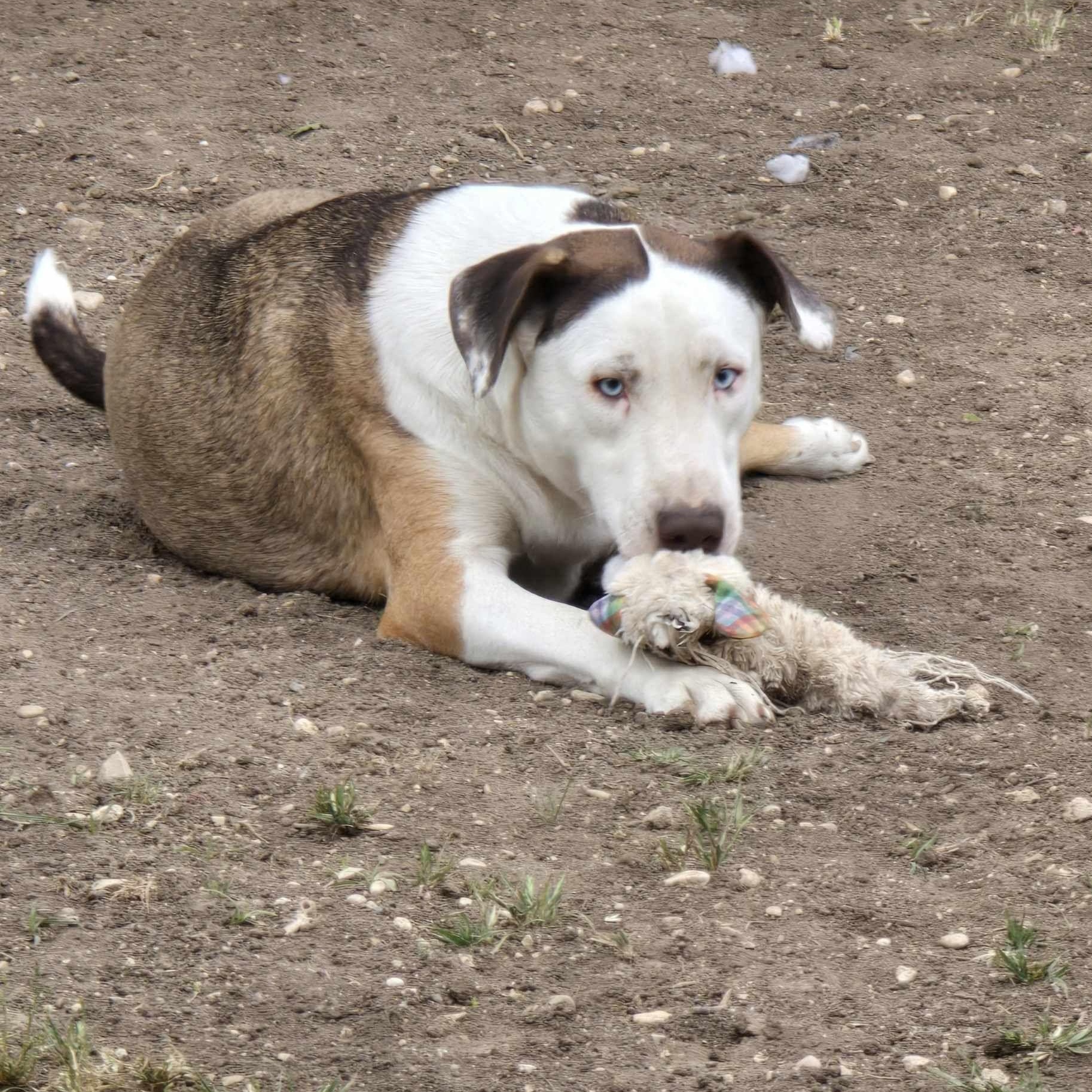 Heath & Toffee (Bonded)