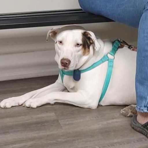 Heath & Toffee (Bonded) — thumbnail 2