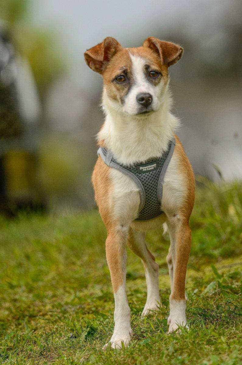 Sandy, Adoptable, Adult Female Jack Russell Terrier.