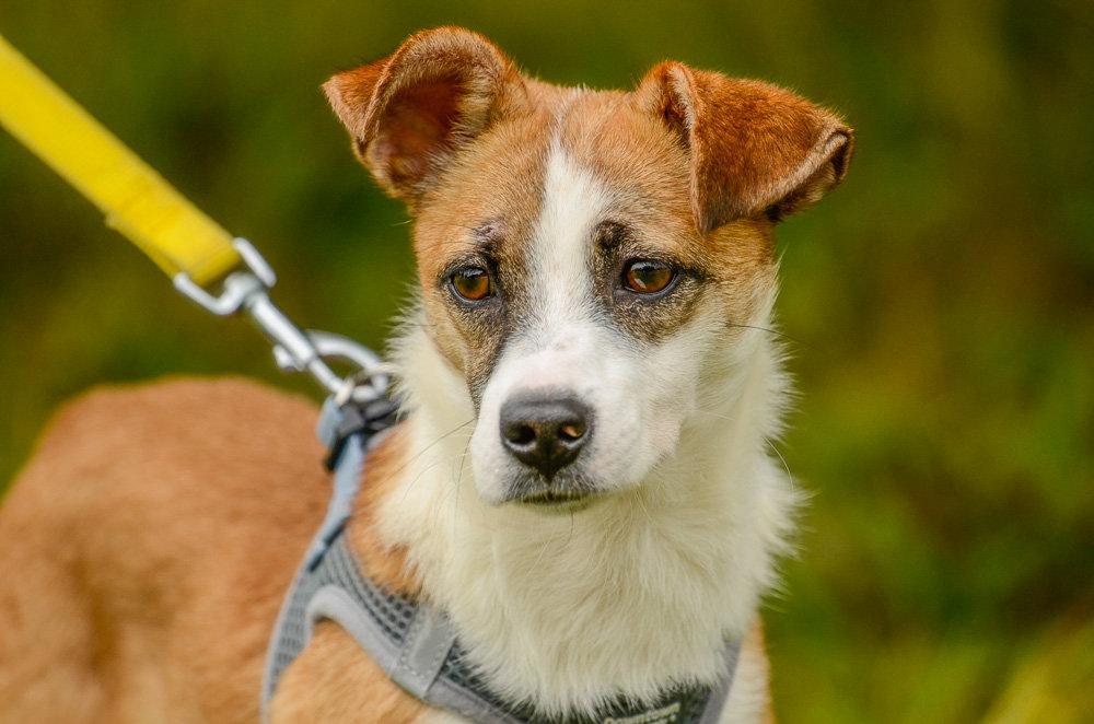 Enlarge Sandy, a Adoptable Jack Russell Terrier in Brick, NJ image 2/3