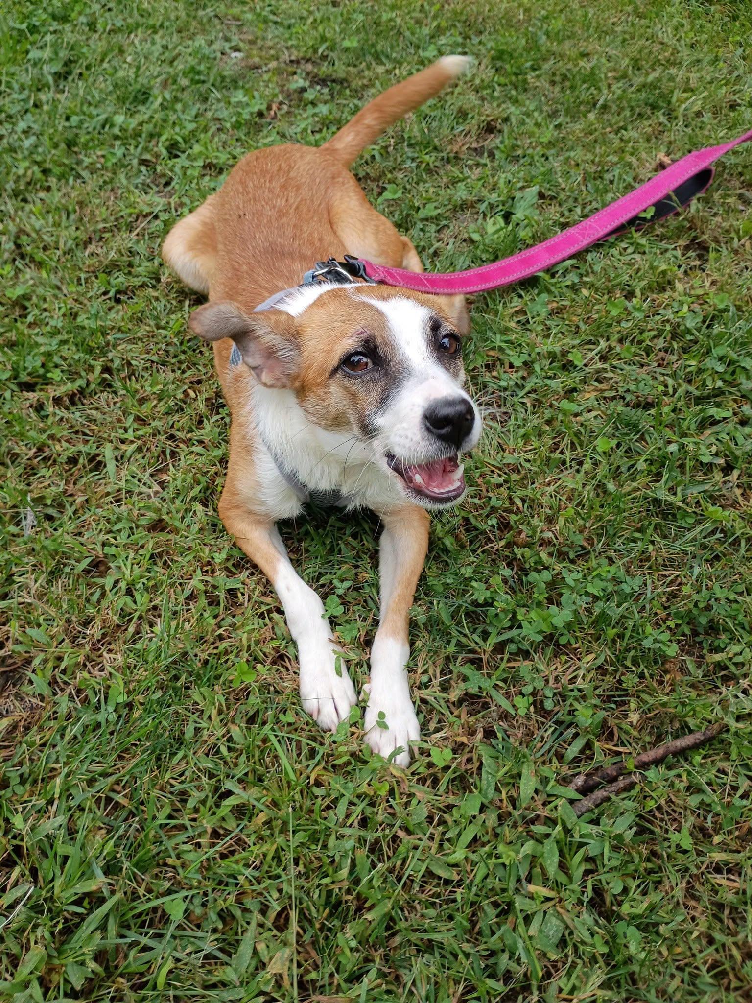 Enlarge Sandy, a Adoptable Jack Russell Terrier in Brick, NJ image 3/3
