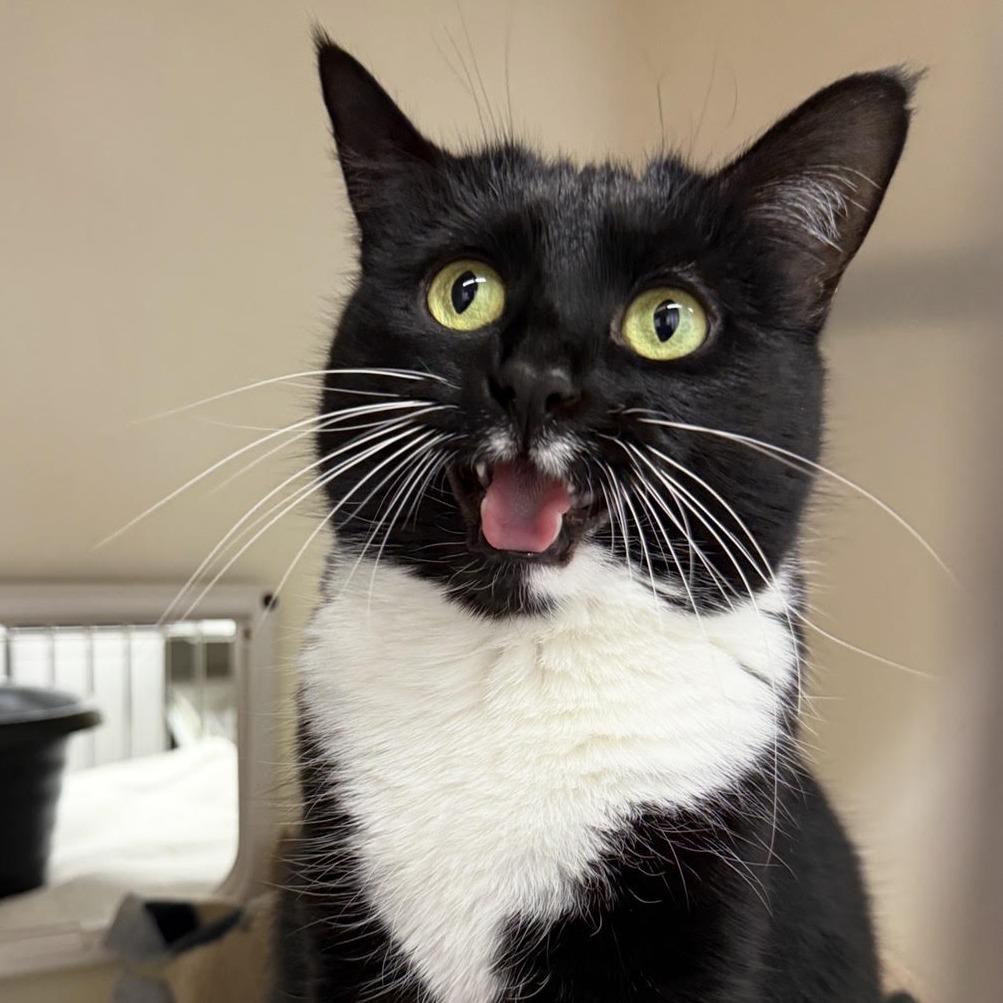 Screech, a Adoptable Domestic Short Hair in Zanesville, OH image 3/3