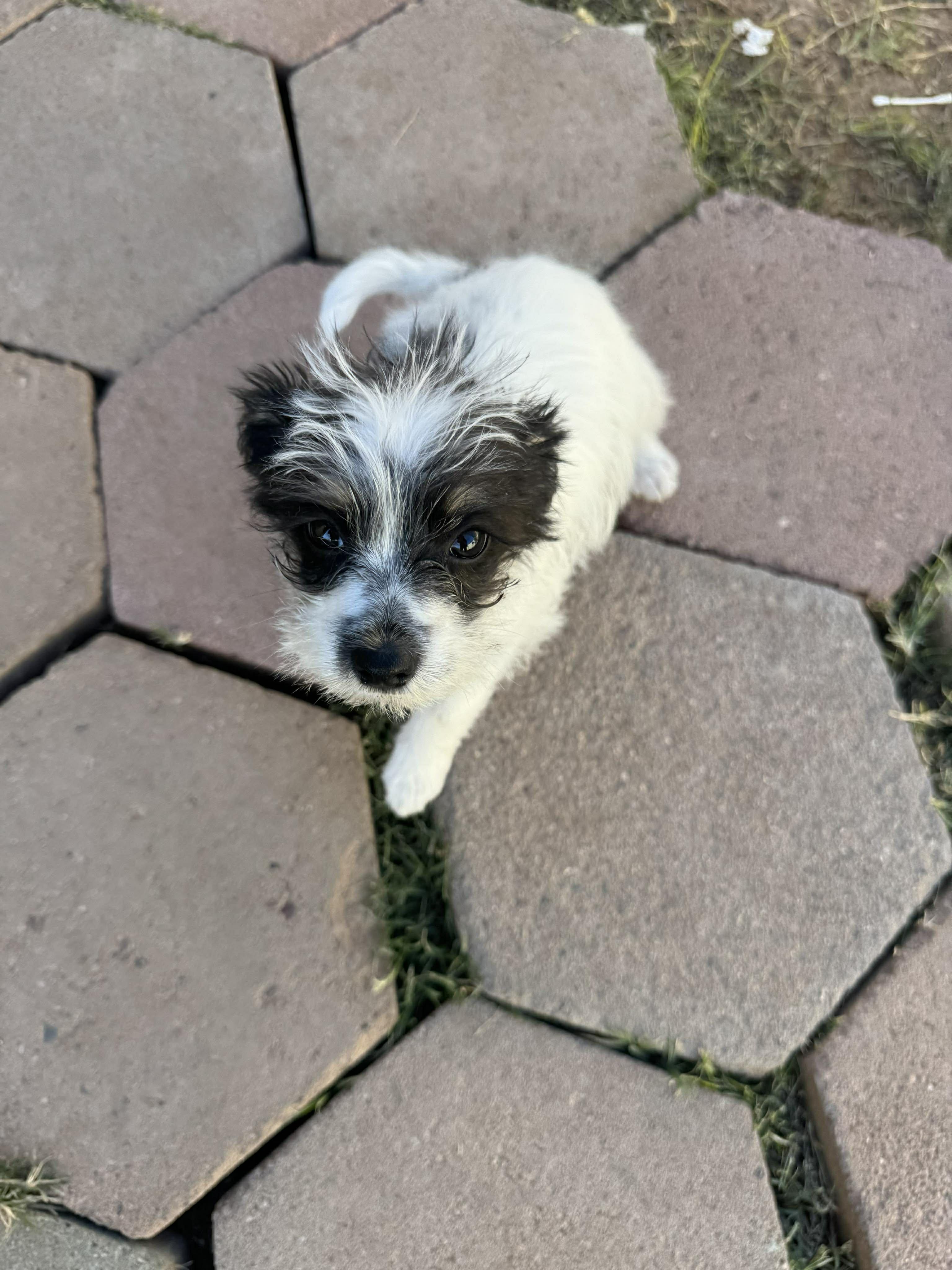 Wiggles , a ADOPTABLE mixed breed in Saint David, AZ image 1/2