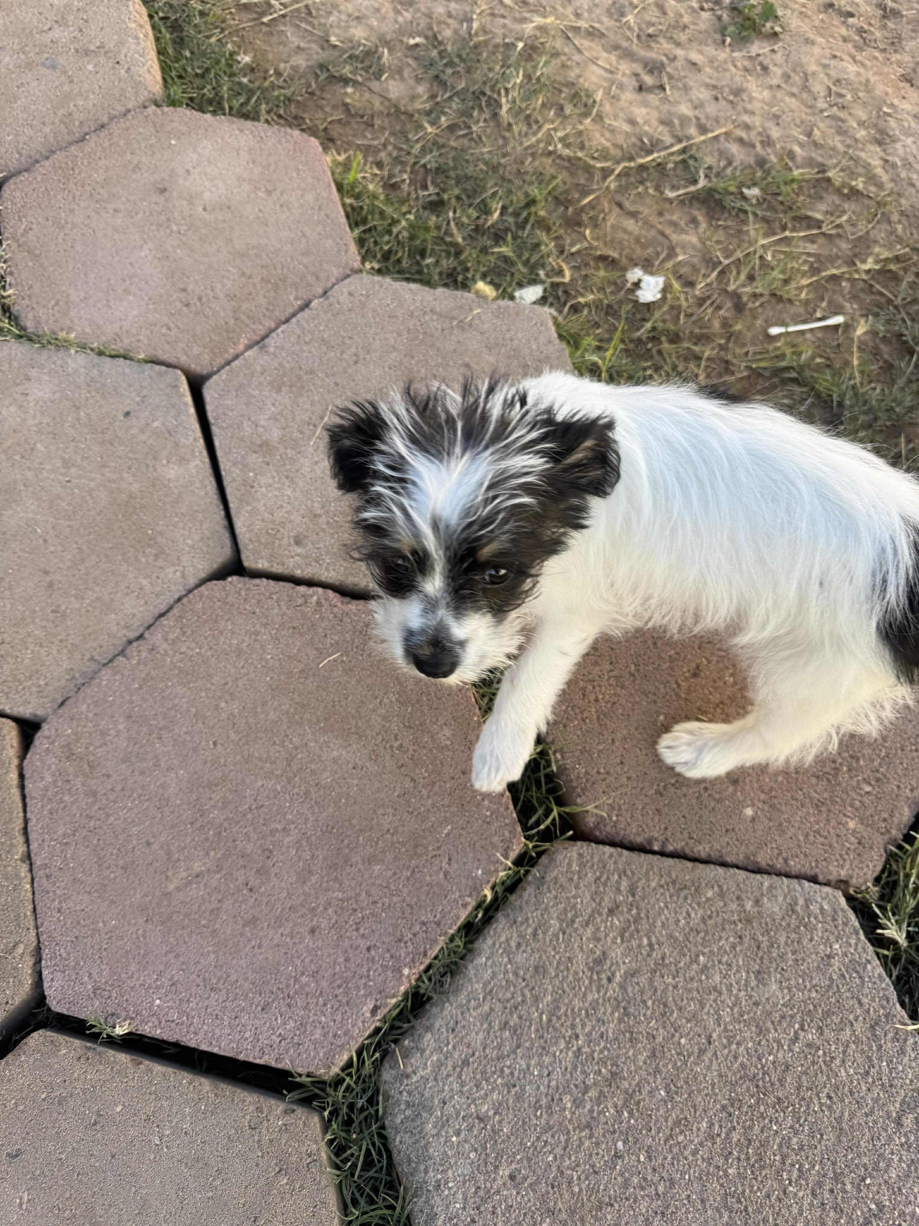 Wiggles , a ADOPTABLE mixed breed in Saint David, AZ image 2/2