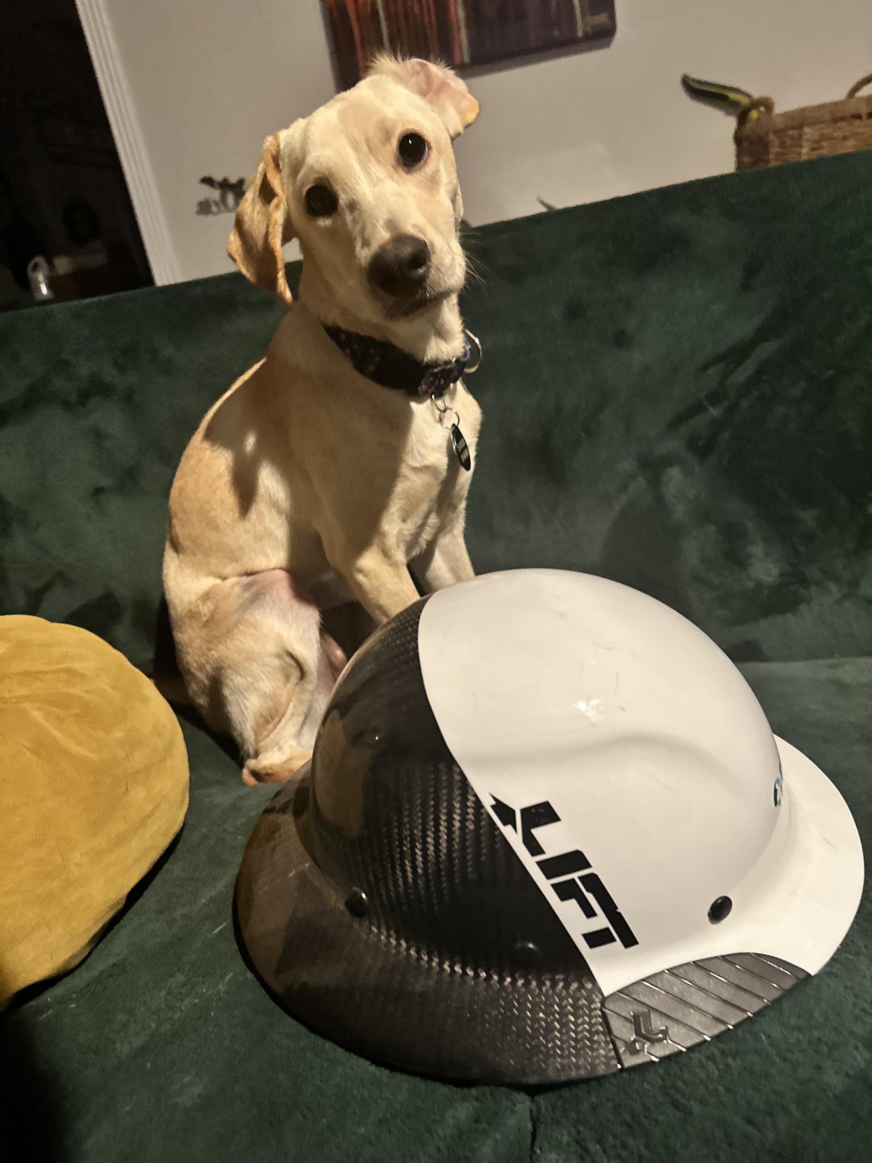 Enlarge Josie, an adopted mixed breed in Maple Shade, NJ image 2/5