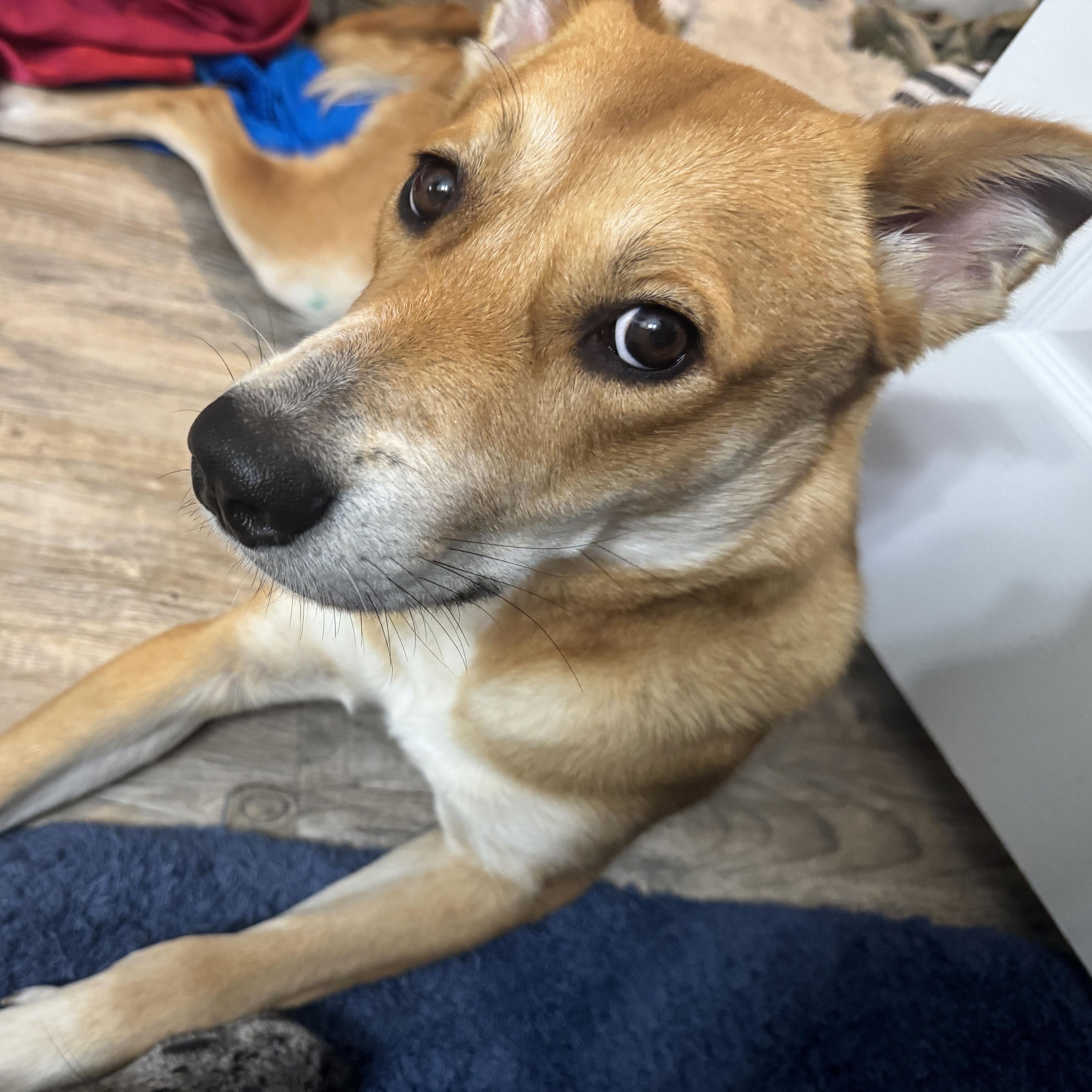 Enlarge Missy, a Adoptable mixed breed in Colorado Springs , CO image 3/3