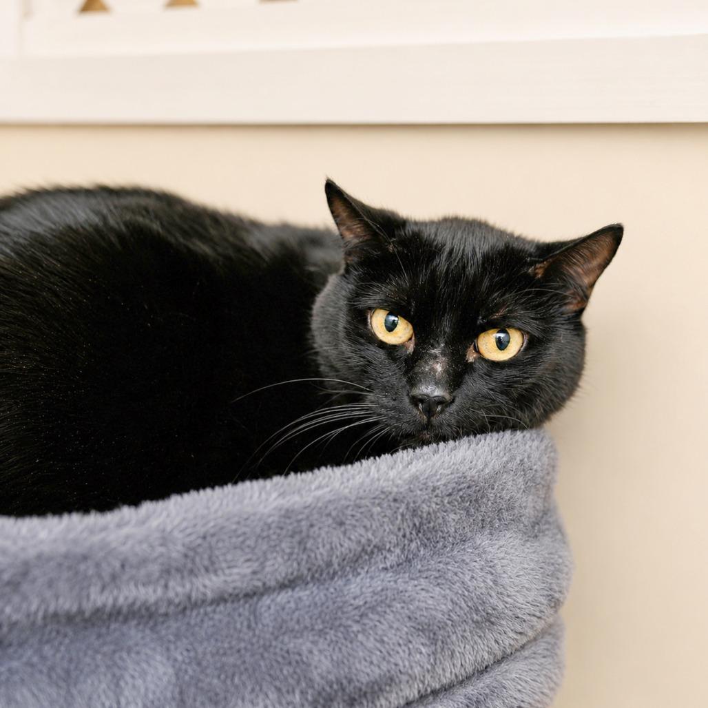 Pluto, Adoptable, Adult Female Domestic Short Hair.