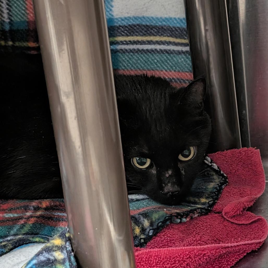 Enlarge Pluto, a Adoptable Domestic Short Hair in Las Vegas, NV image 1/4