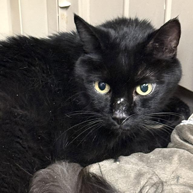 Enlarge Pluto, a Adoptable Domestic Short Hair in Las Vegas, NV image 2/4