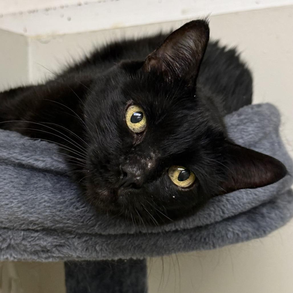 Enlarge Pluto, a Adoptable Domestic Short Hair in Las Vegas, NV image 2/2